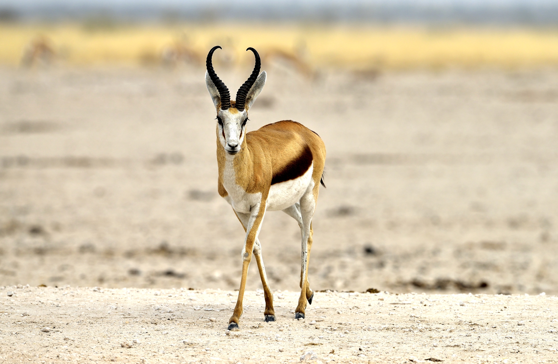 Etosha - Springbok