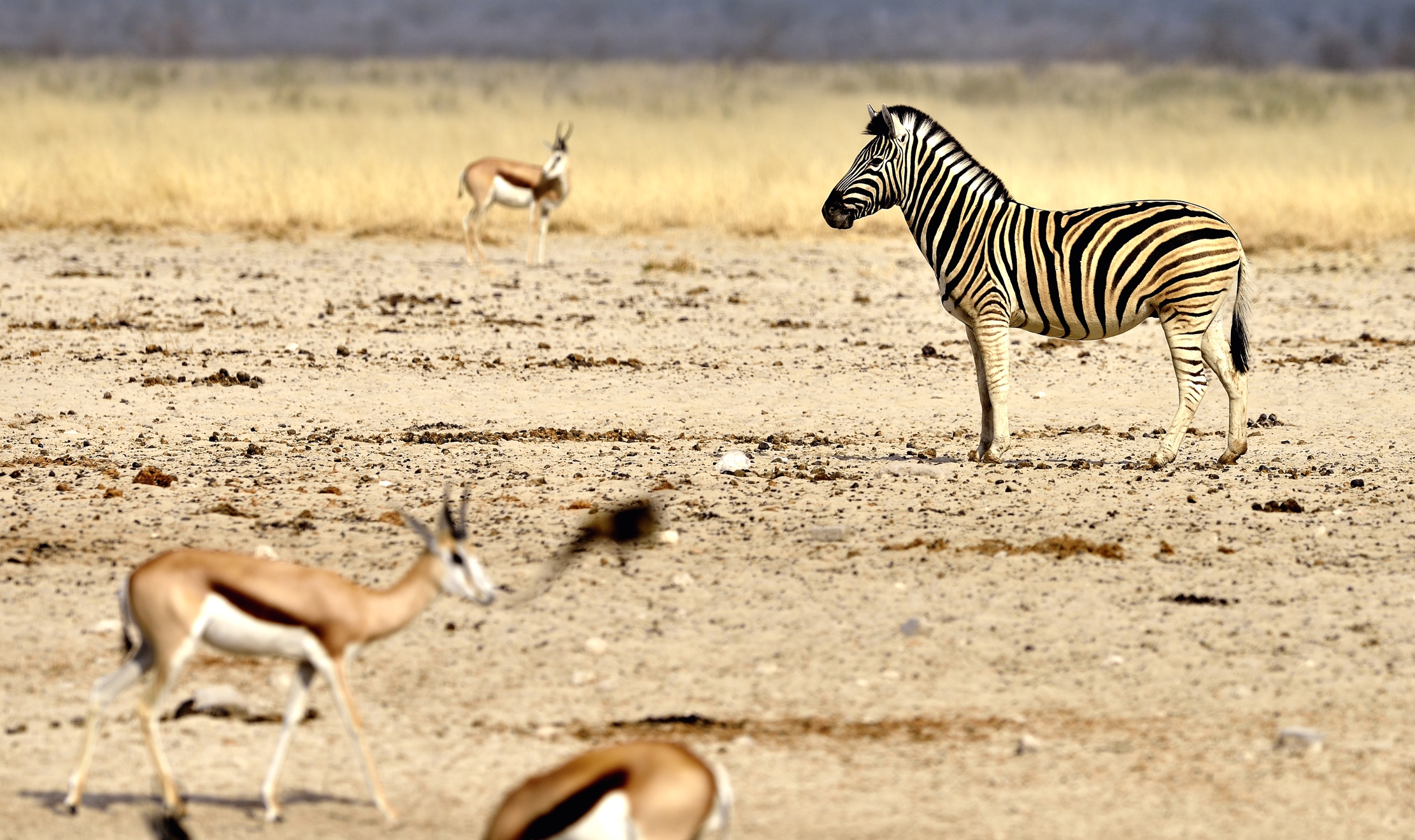 Etosha - Zebra