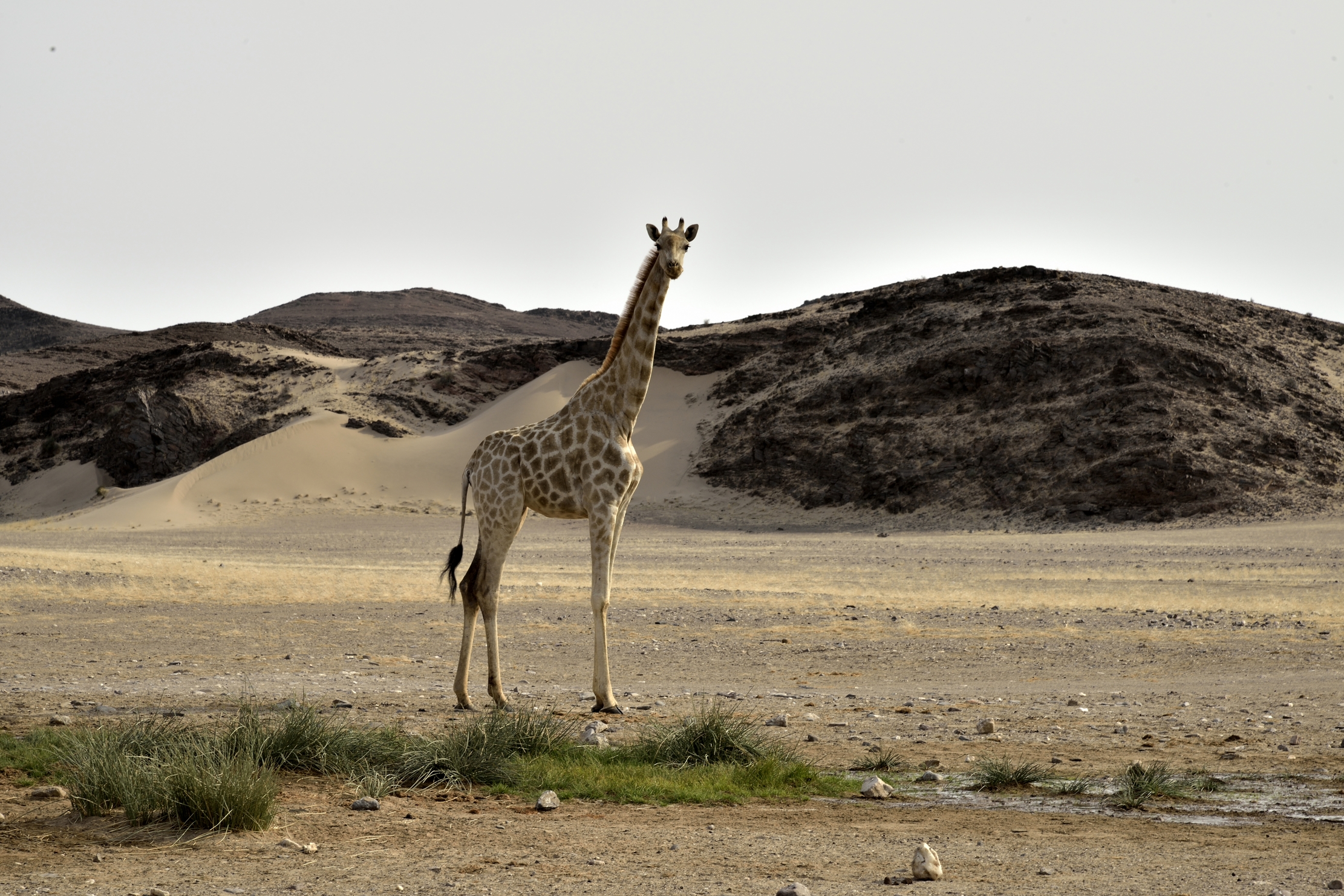 Deserto del Kaokoland - Giraffa