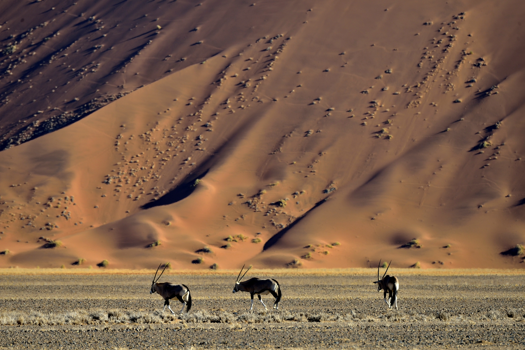 Deserto del Namib - Orix