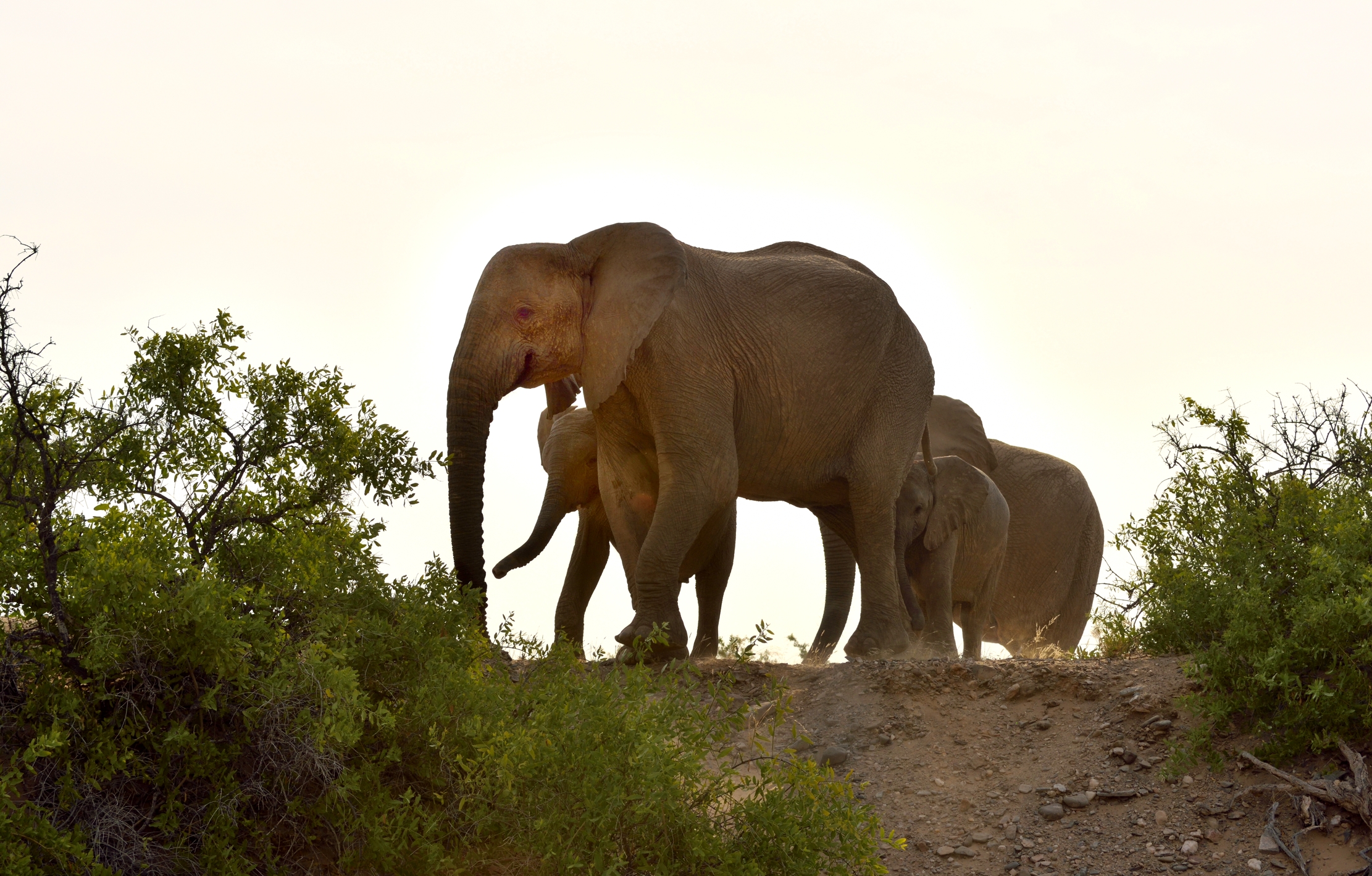 Deserto del Kaokoland - Elefanti