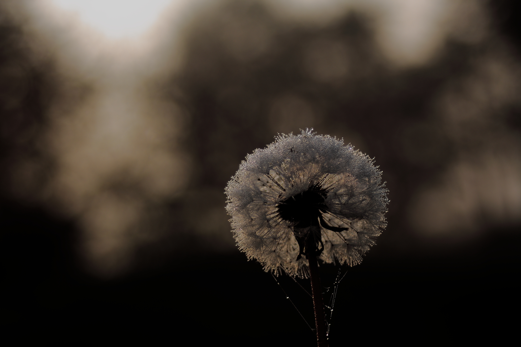 Piccolo soffione infreddolito