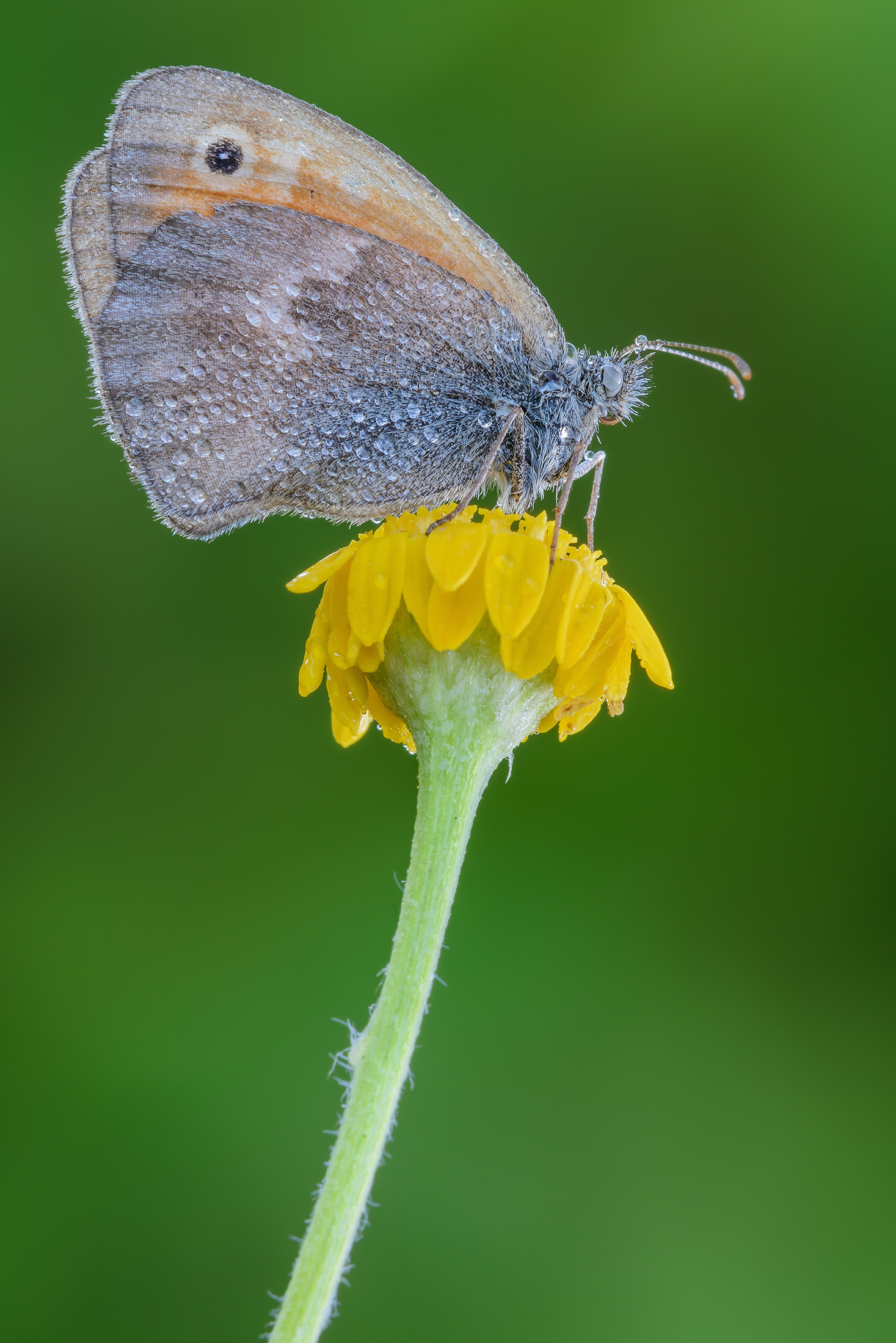 Coenonympha pamphilus (Linnaeus 1758)