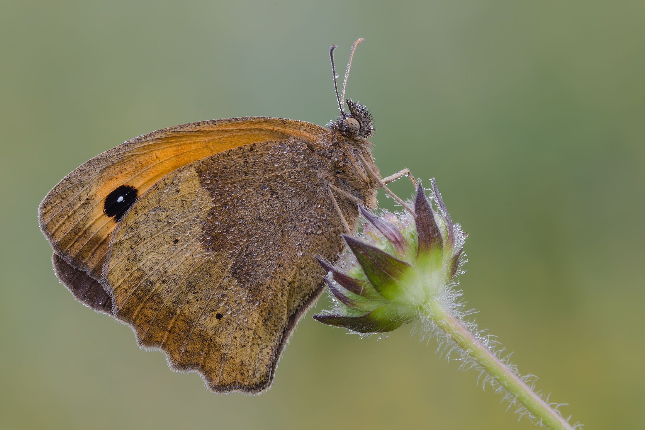 Maniola jurtina (Linnaeus 1758)