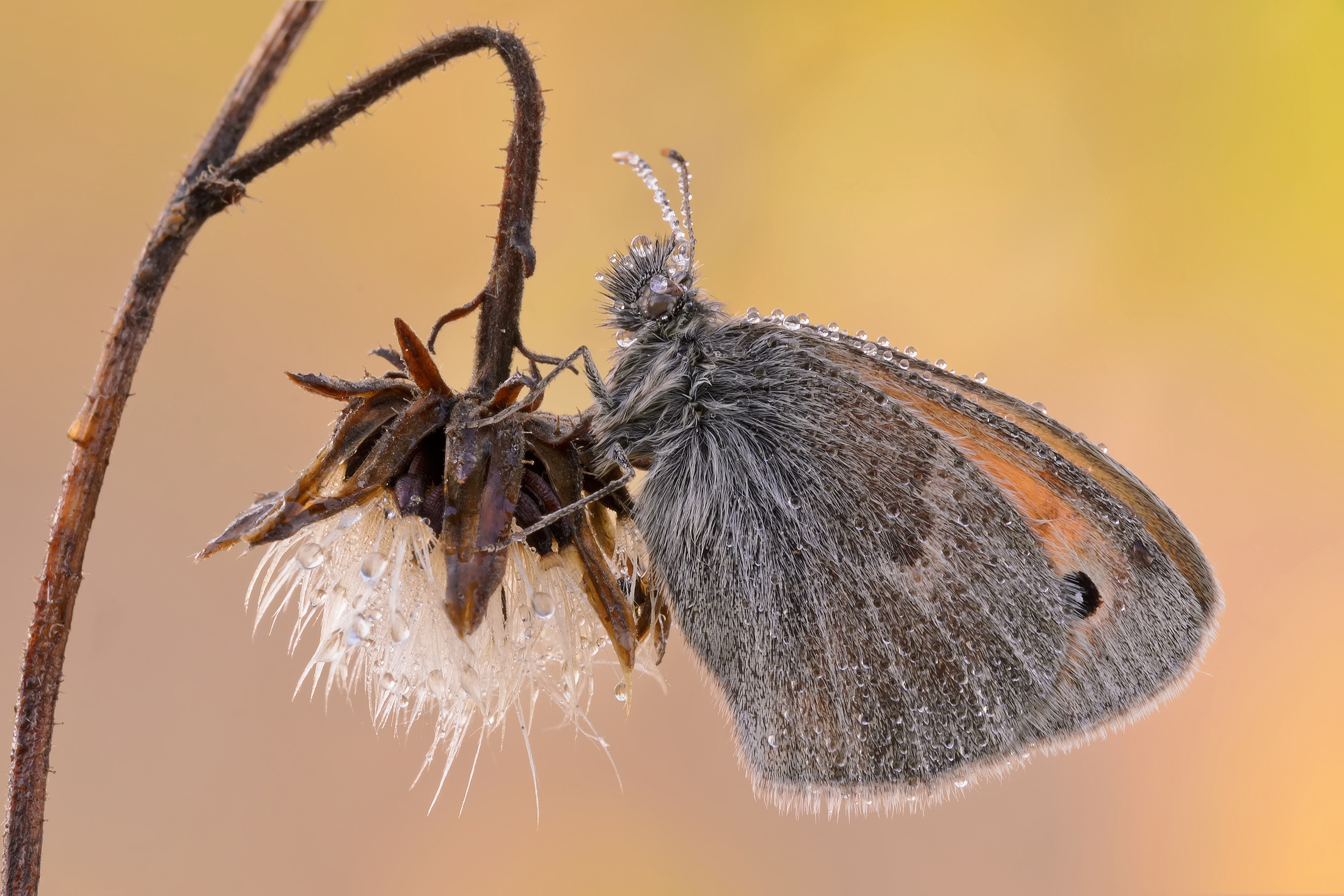 Coenonympha pamphilus (Linnaeus 1758)
