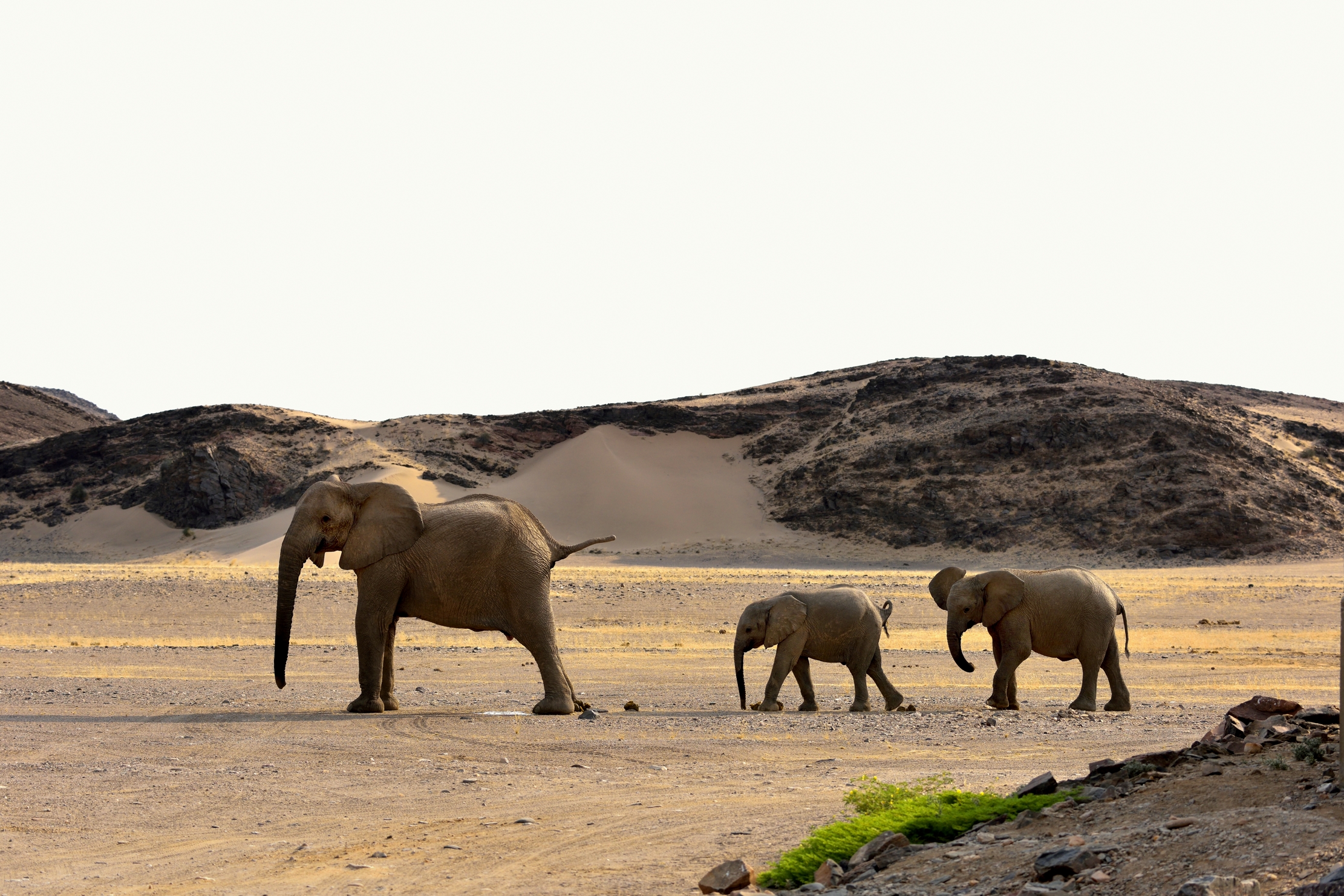 Deserto del Kaokoland - Elefanti