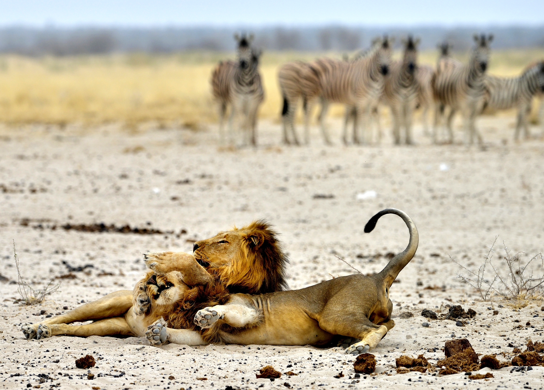 Etosha - Tenerezze leonine e guardoni