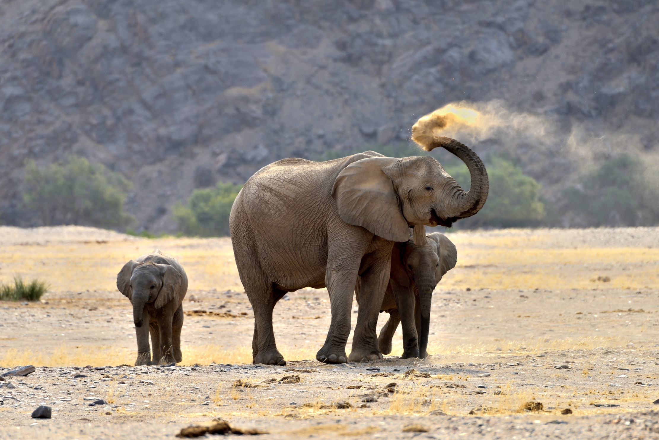 Deserto del Kaokoland - Elefanti