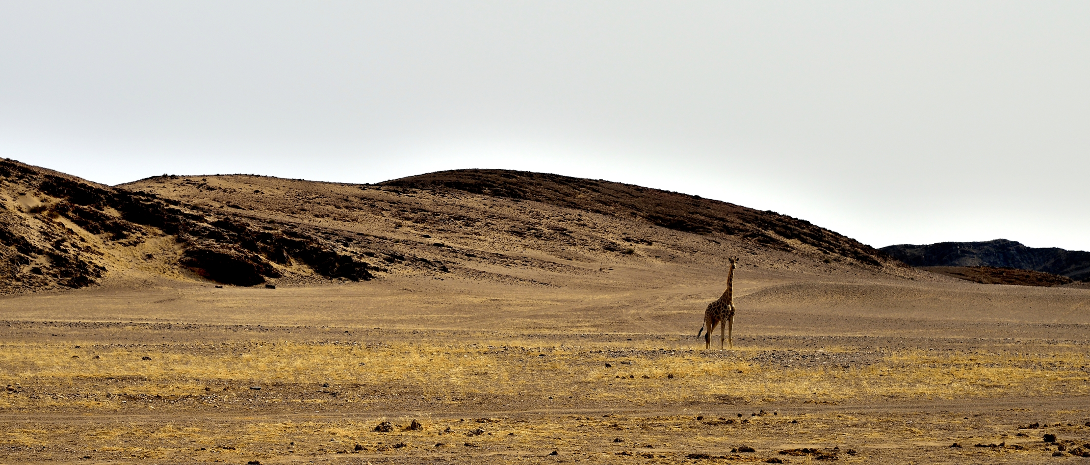 Desertodel Kaokoland - Giraffa