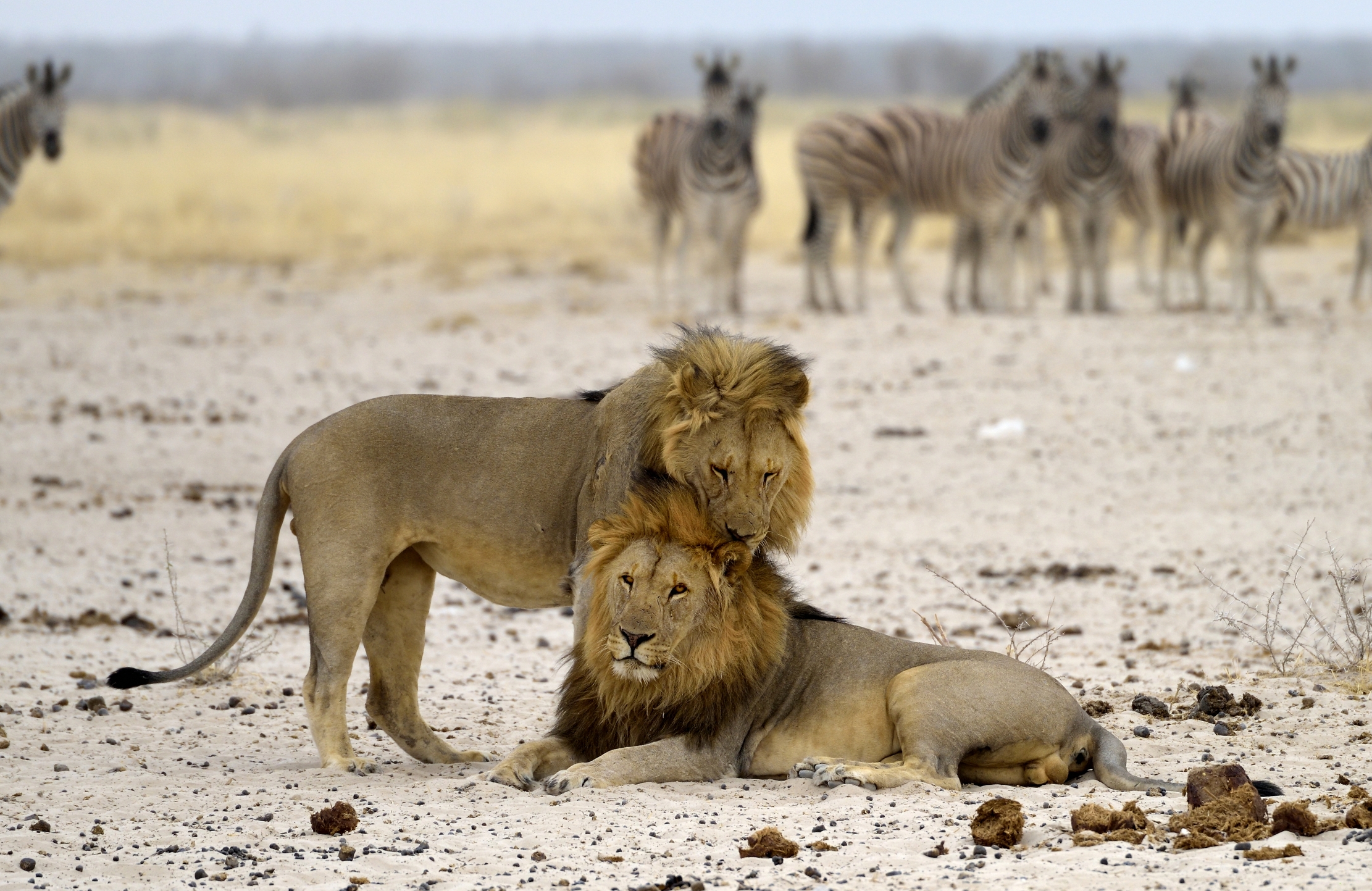 Etosha - Leoni seguiti attentamente da Zebre