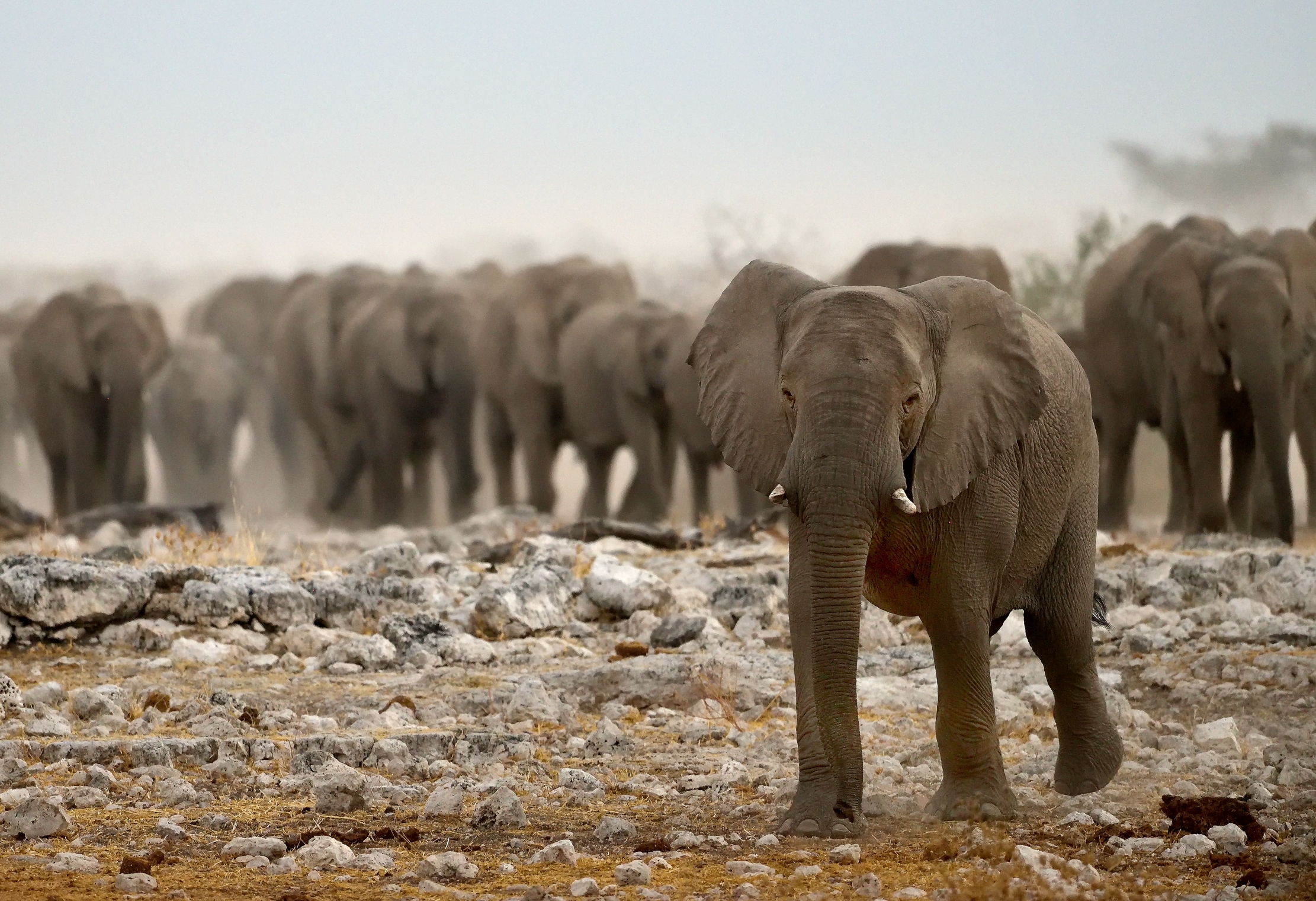 Etosha - Elefanti verso la pozza di sera