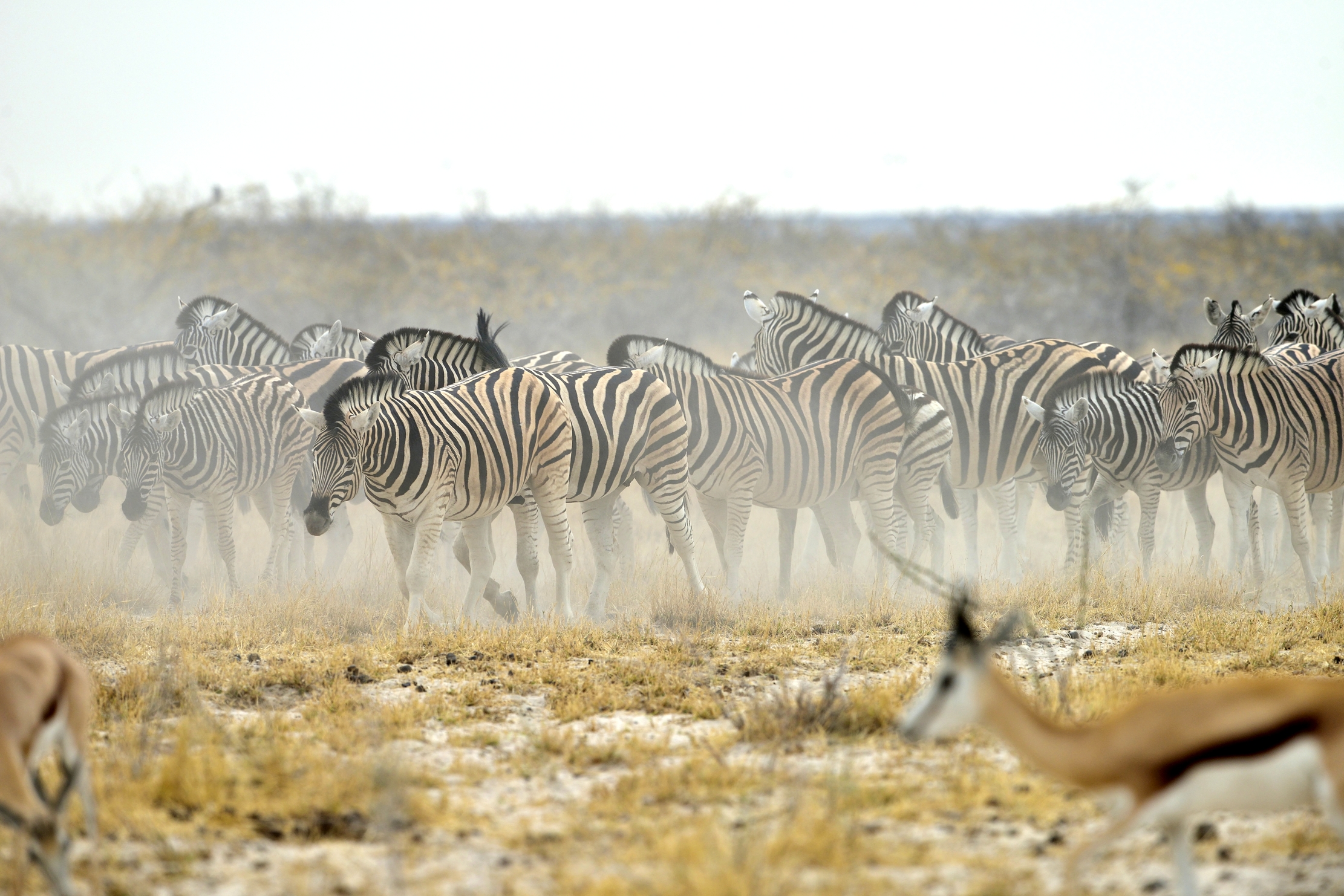 Etosha - Zebre nella polvere