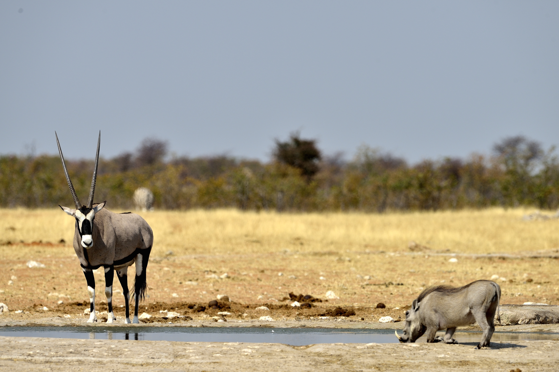 Etosha - Orix e Facocero