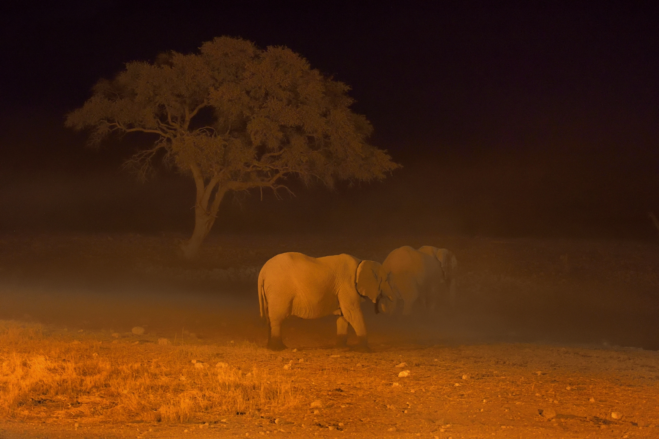 Etosha- Elefanti di notte
