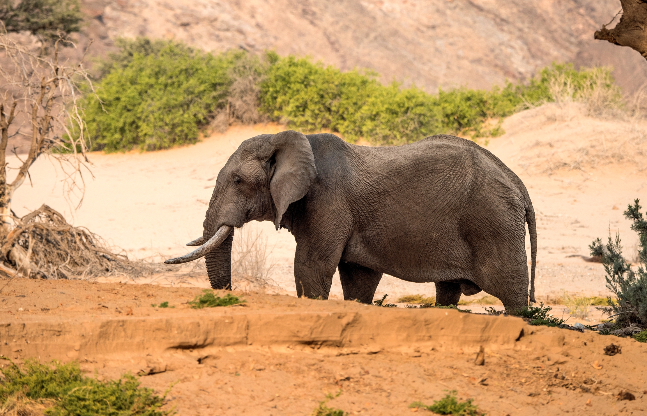 Kaokoland - Elefante