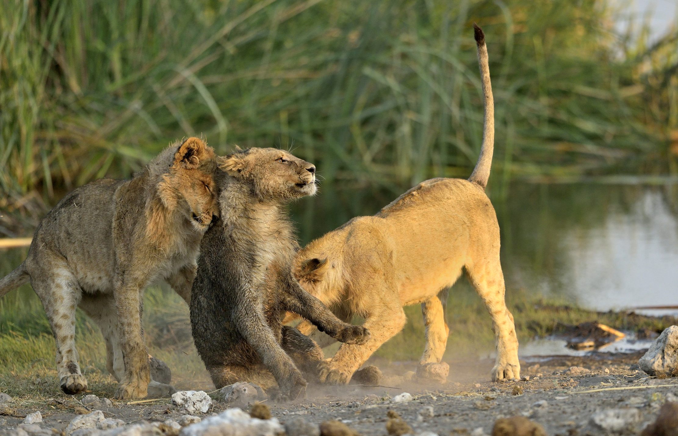 Etosha - Giovani Leoni