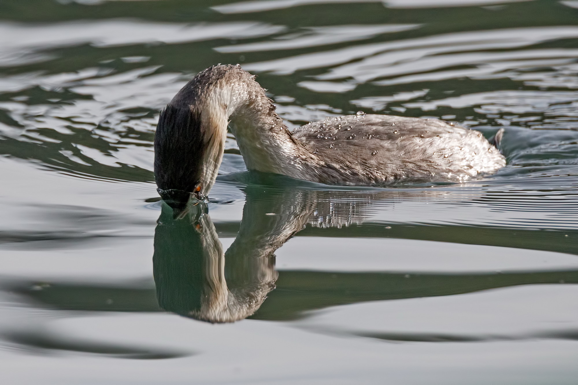 Young Grebe - Geometry of the little grebe