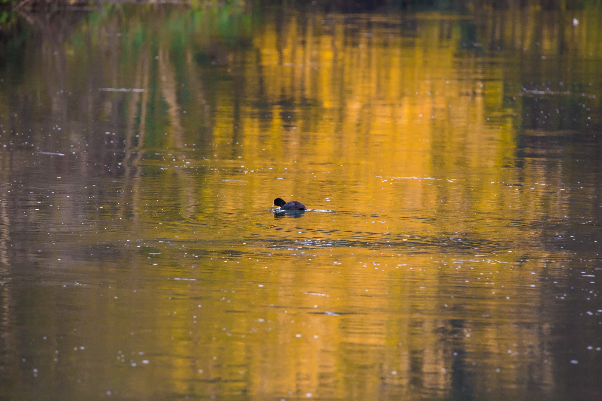 coot in autumn