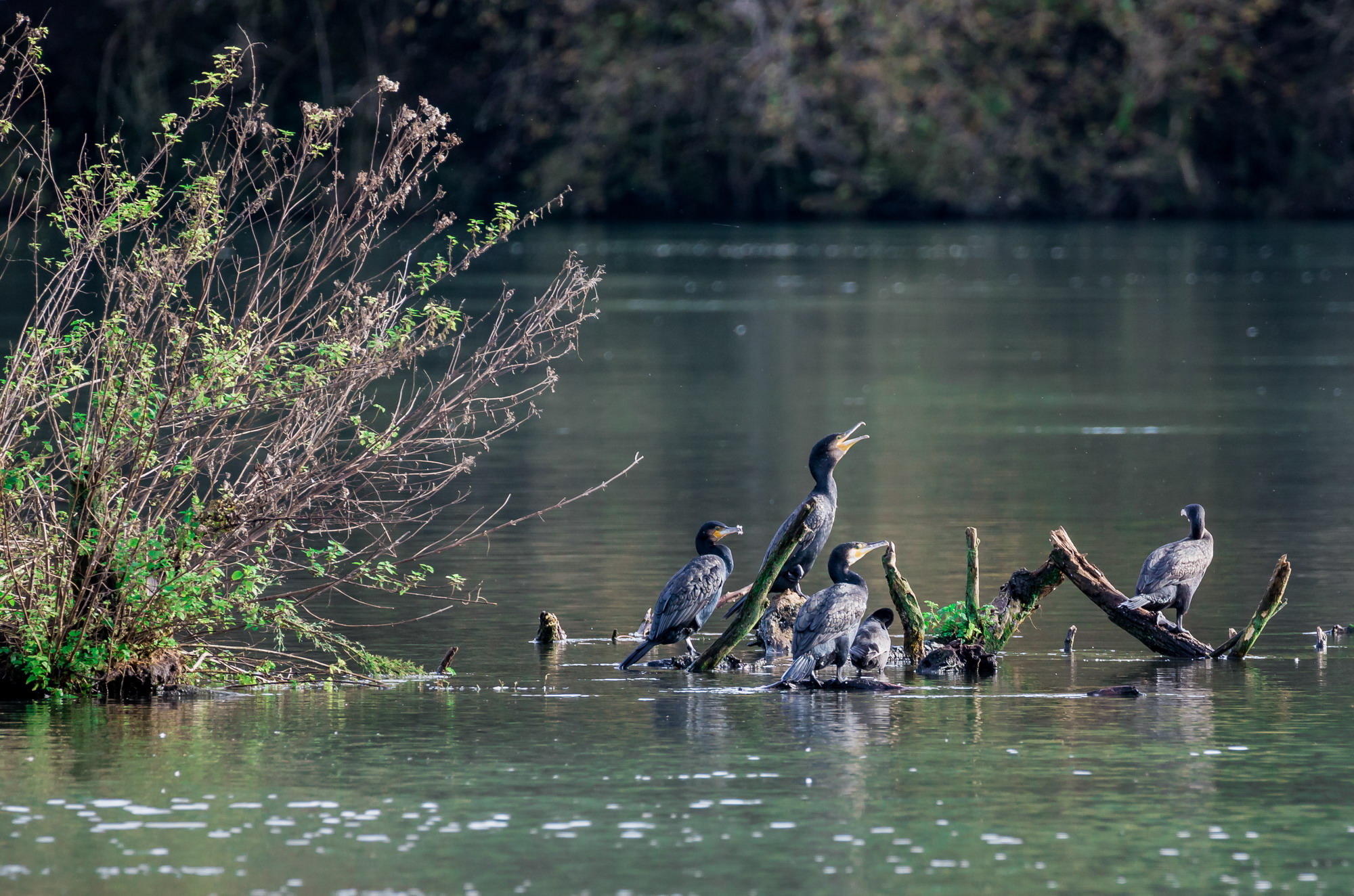 The gang of cormorants