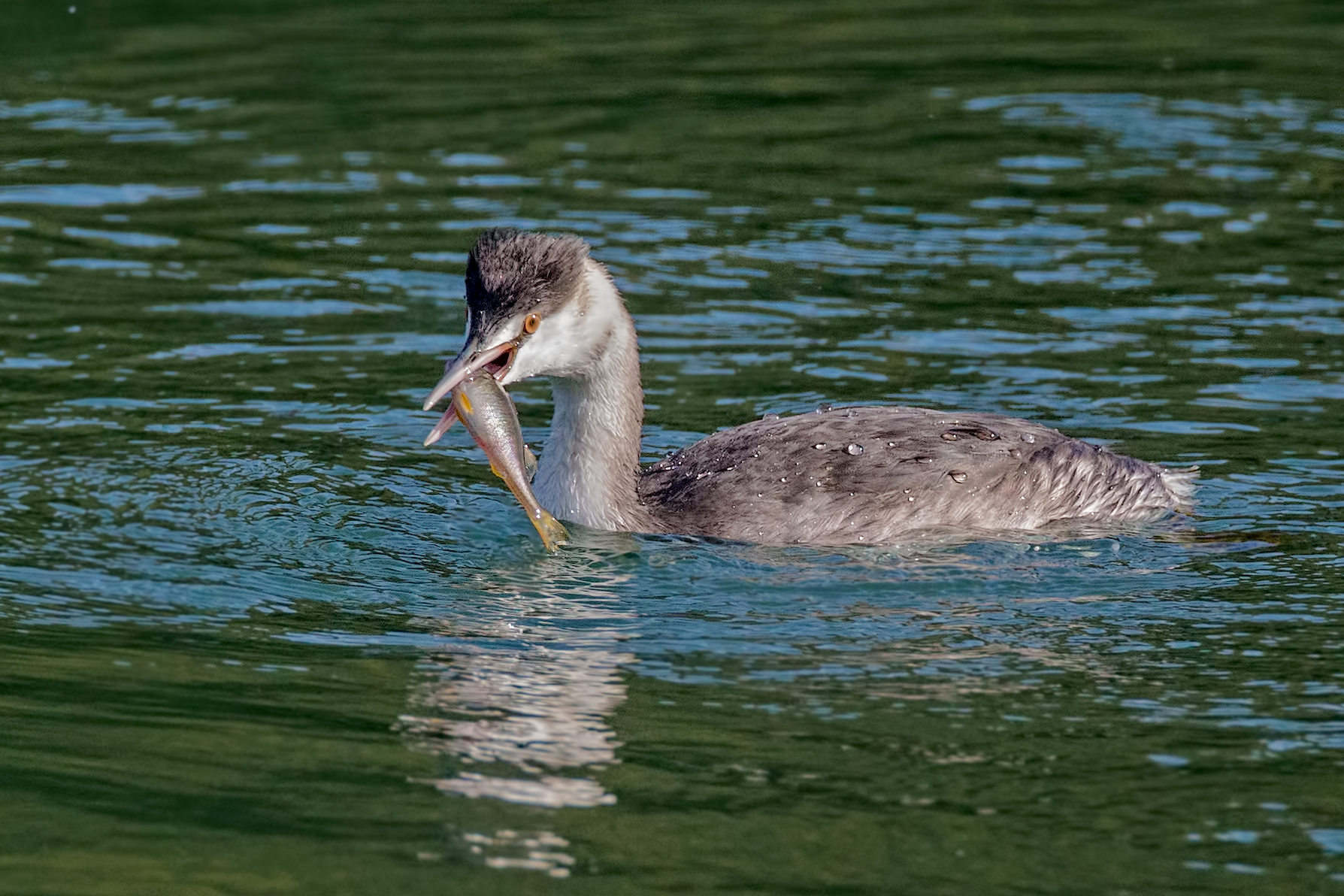 Young Grebe eats breakfast, after 50 attempts!