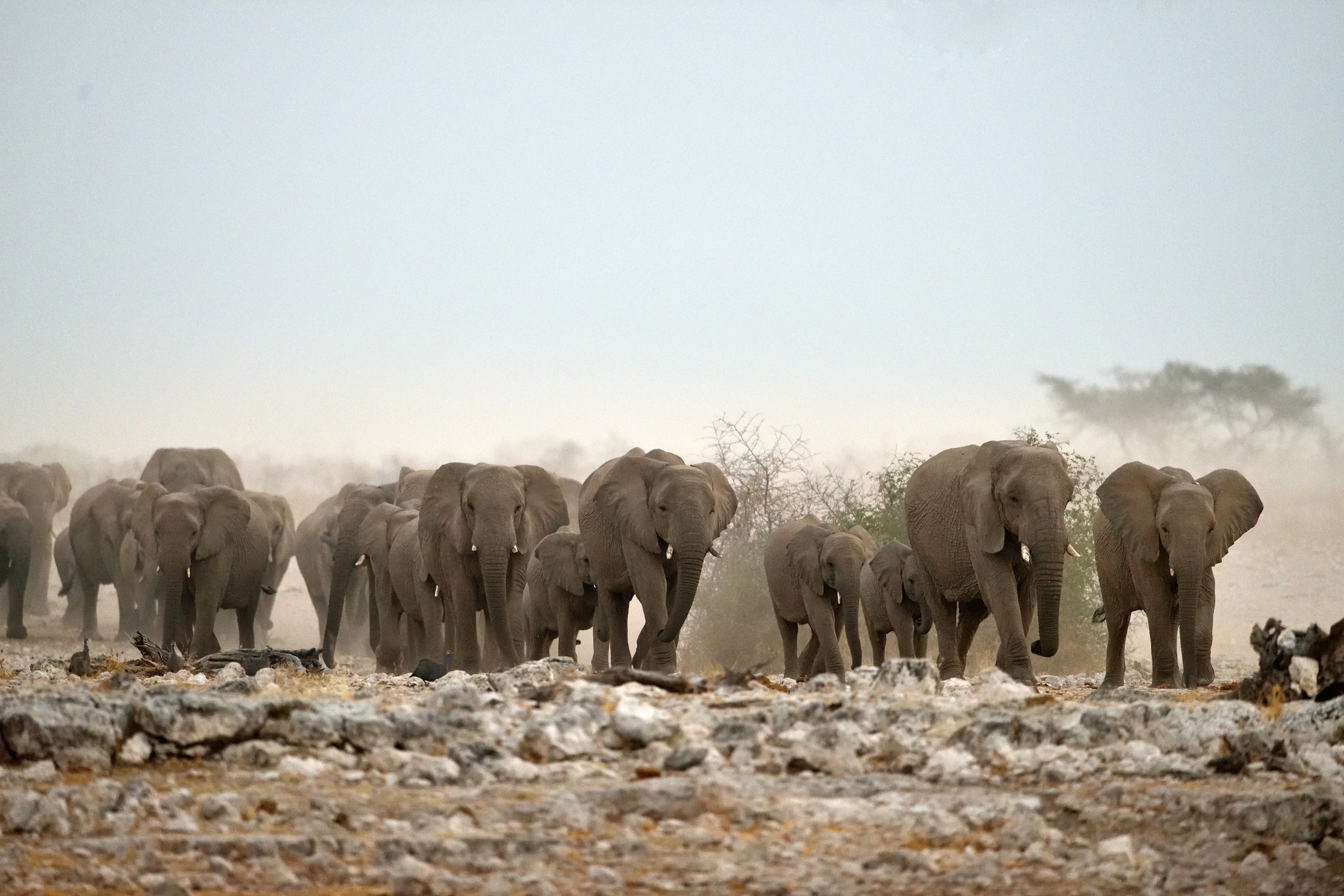 Etosha - Elefanti verso la pozza di sera