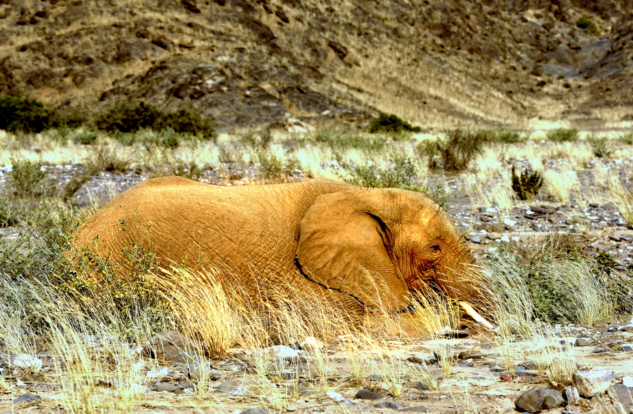 Deserto del Kaokoland - Elefante