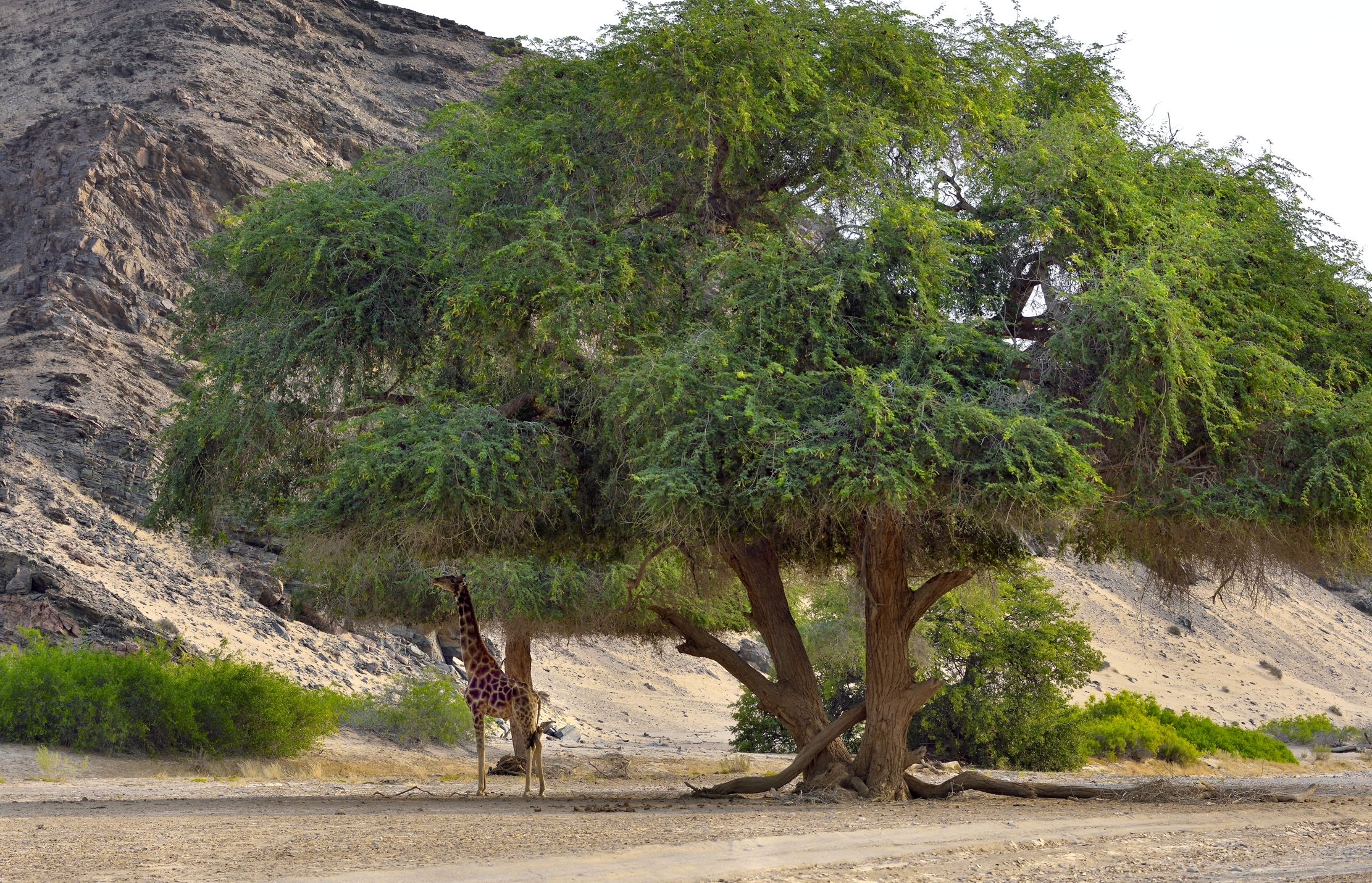 Deserto del Kaokoland - Giraffa