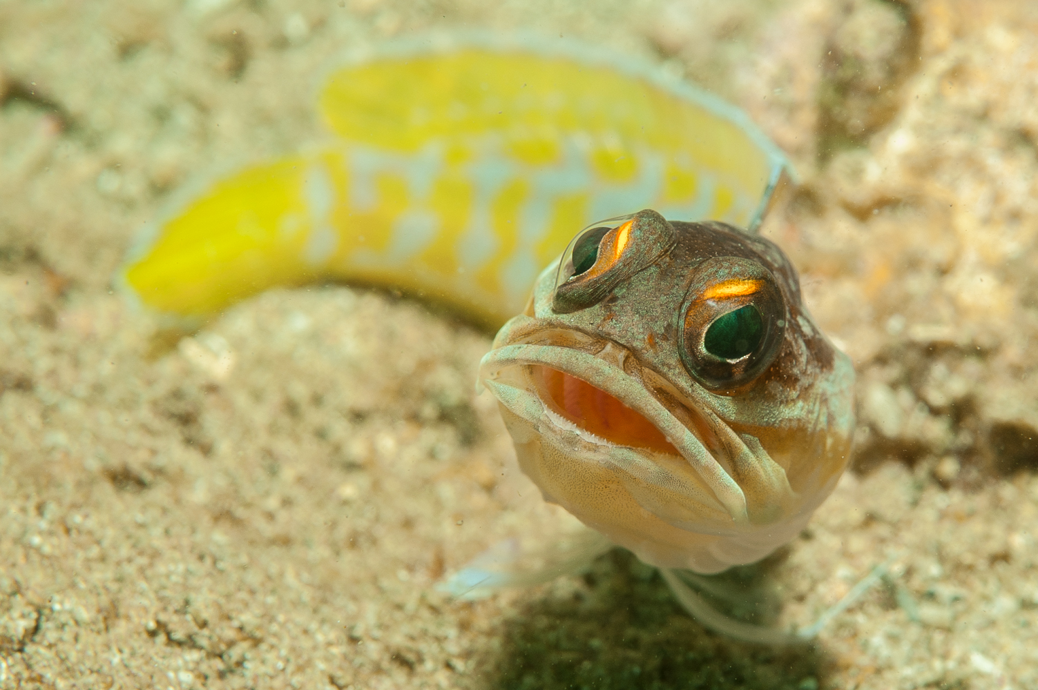 opistognathus randalli