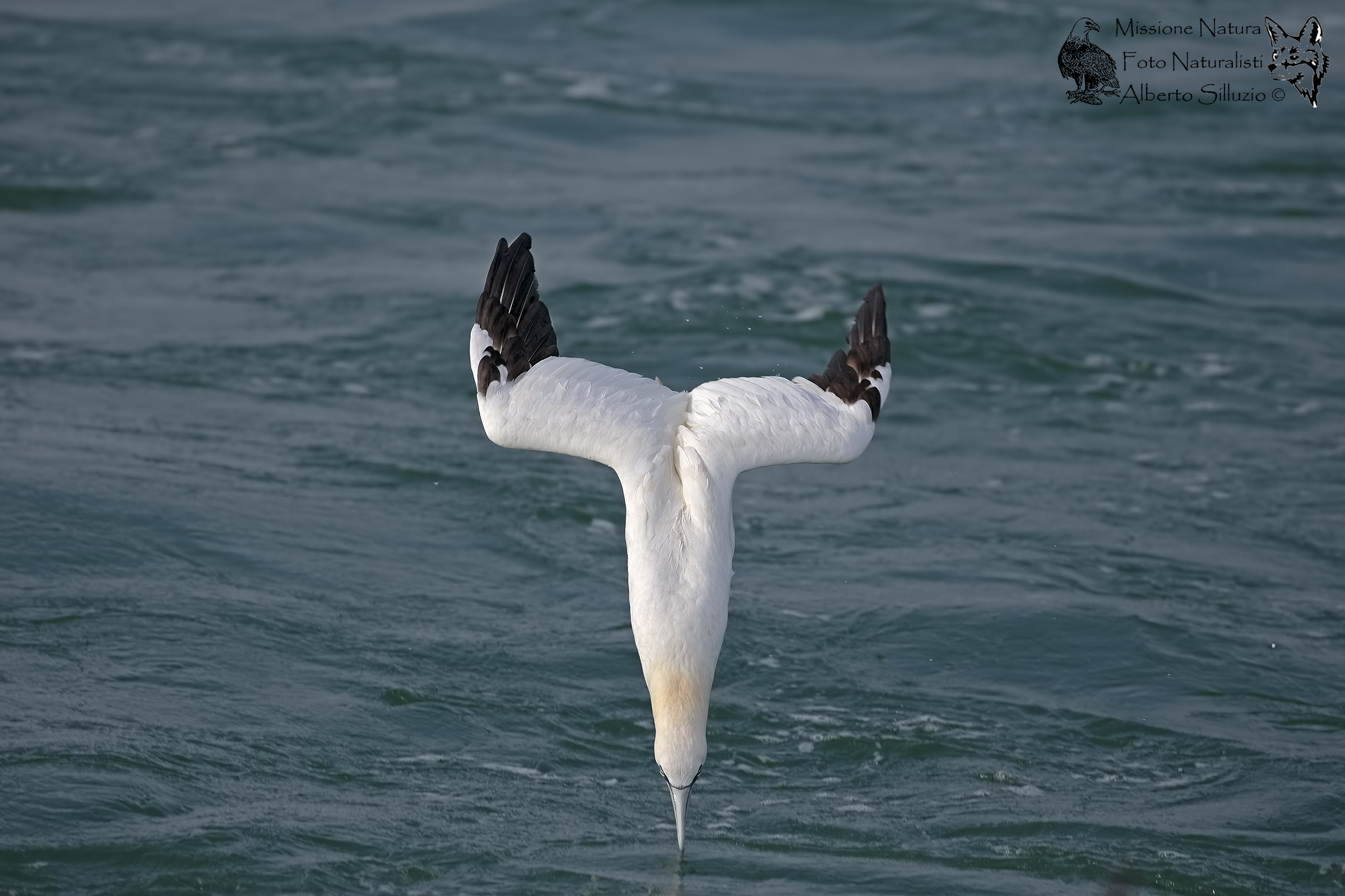 The missile .... Sula