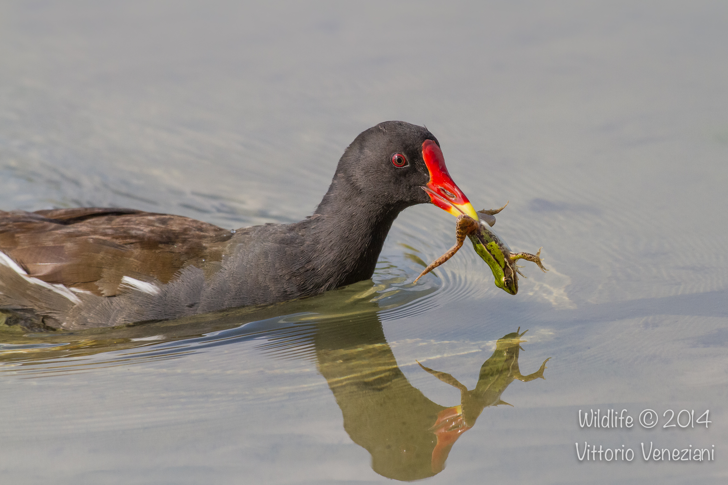 Moorhen with prey