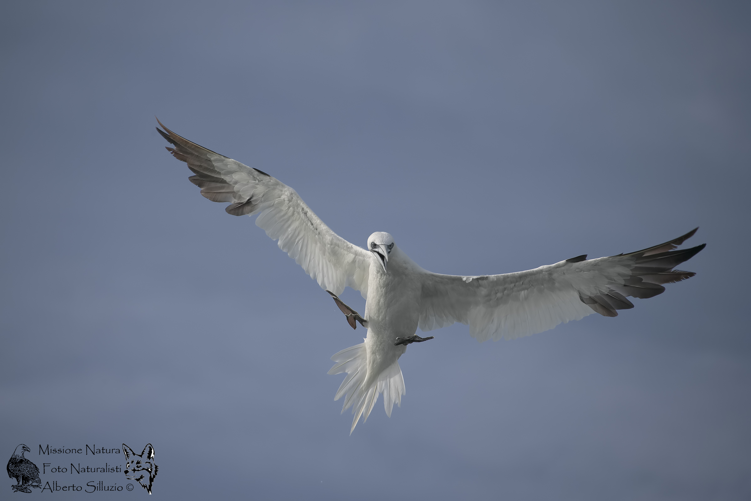 ..ha saw the prey ....