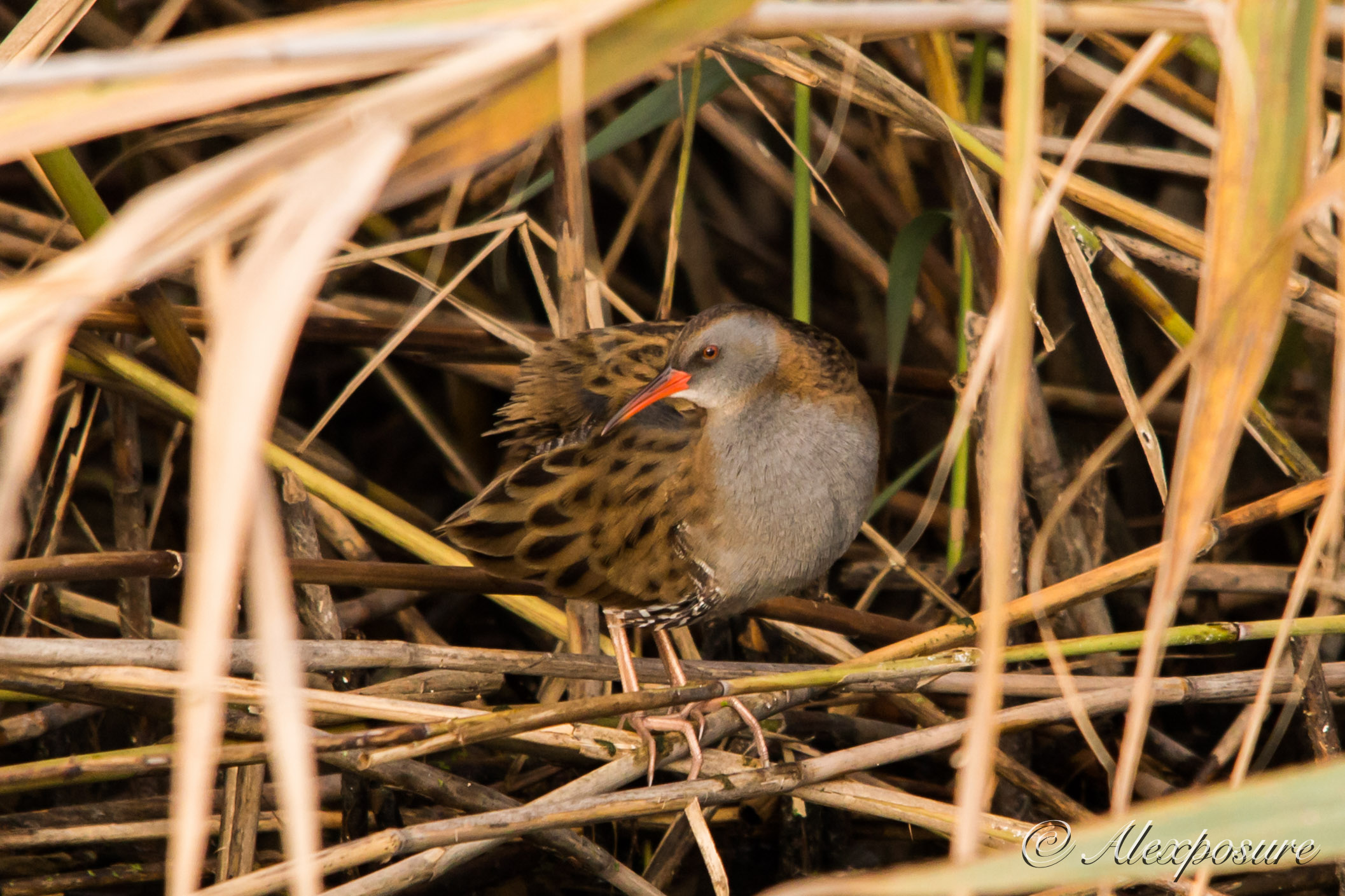 Water Rail ... look red in the reeds