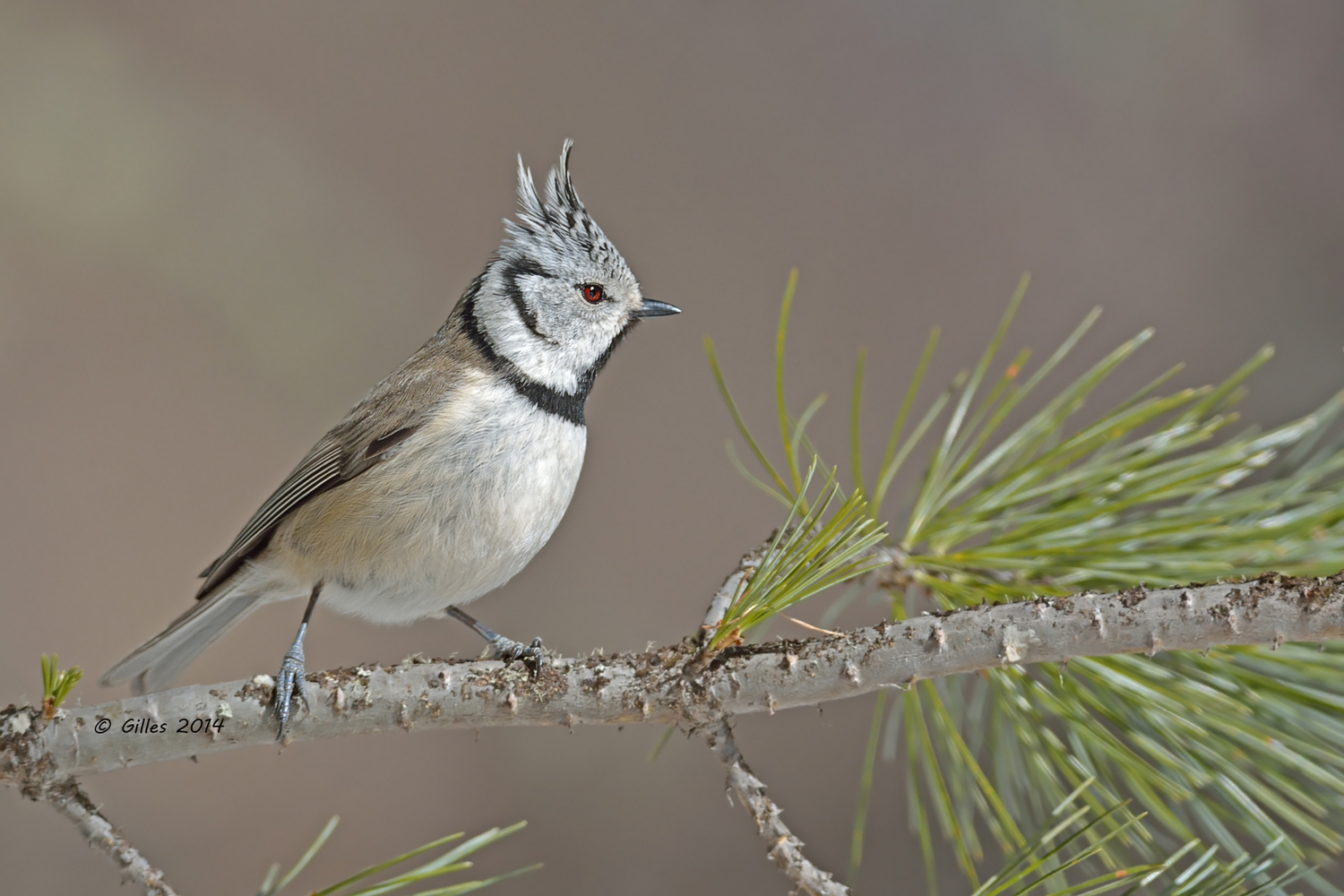 Cincia dal ciuffo (Parus cristatus)