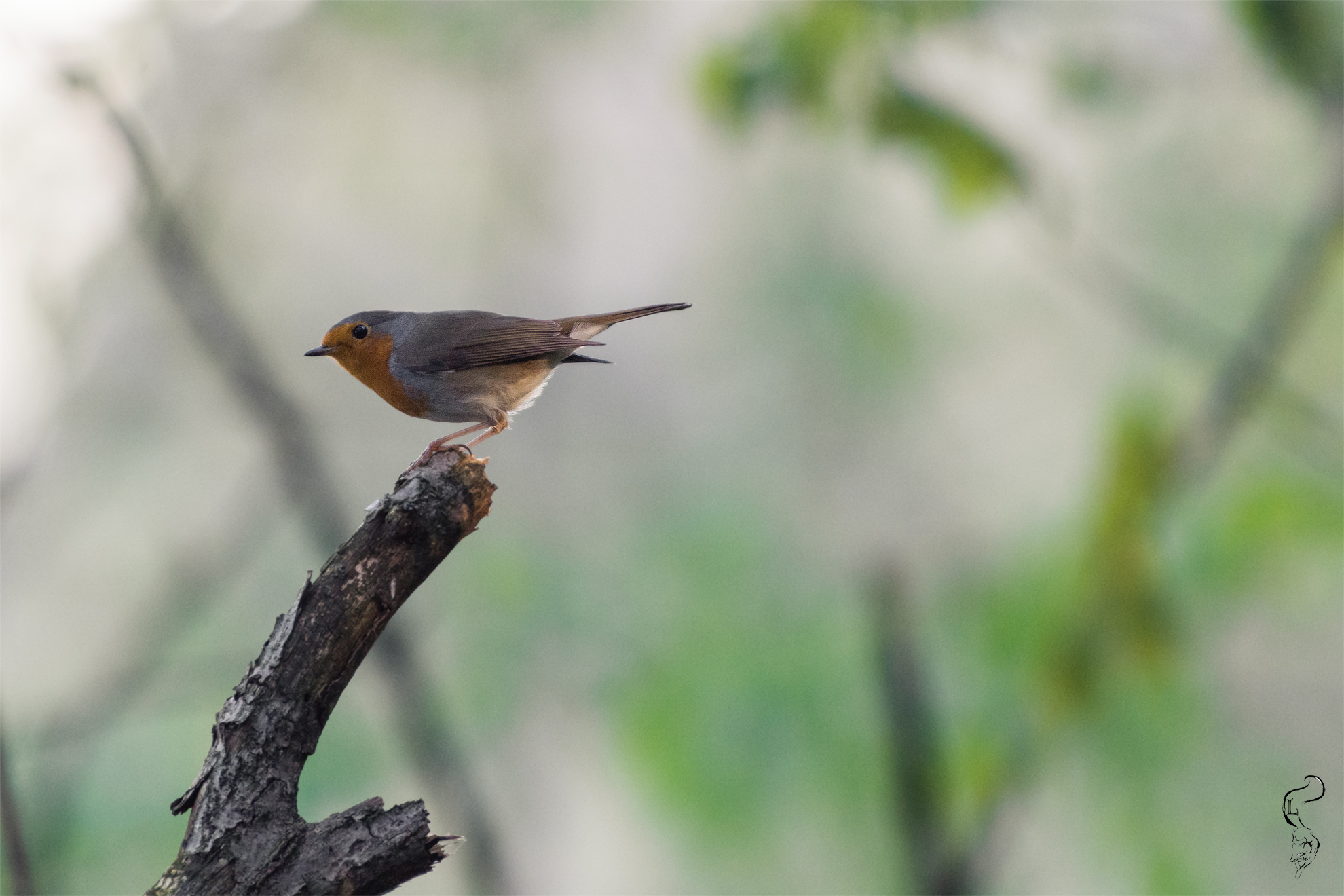 Pettirosso nei colli Euganei (lato nord rocca pendice)