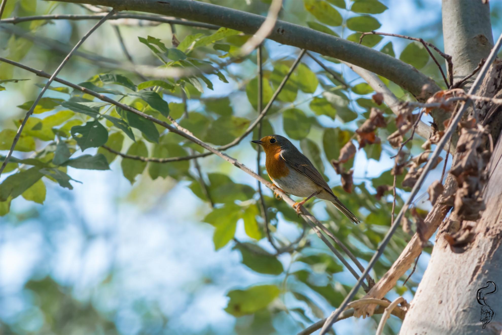 Robin in the Euganean Hills (rock slope)
