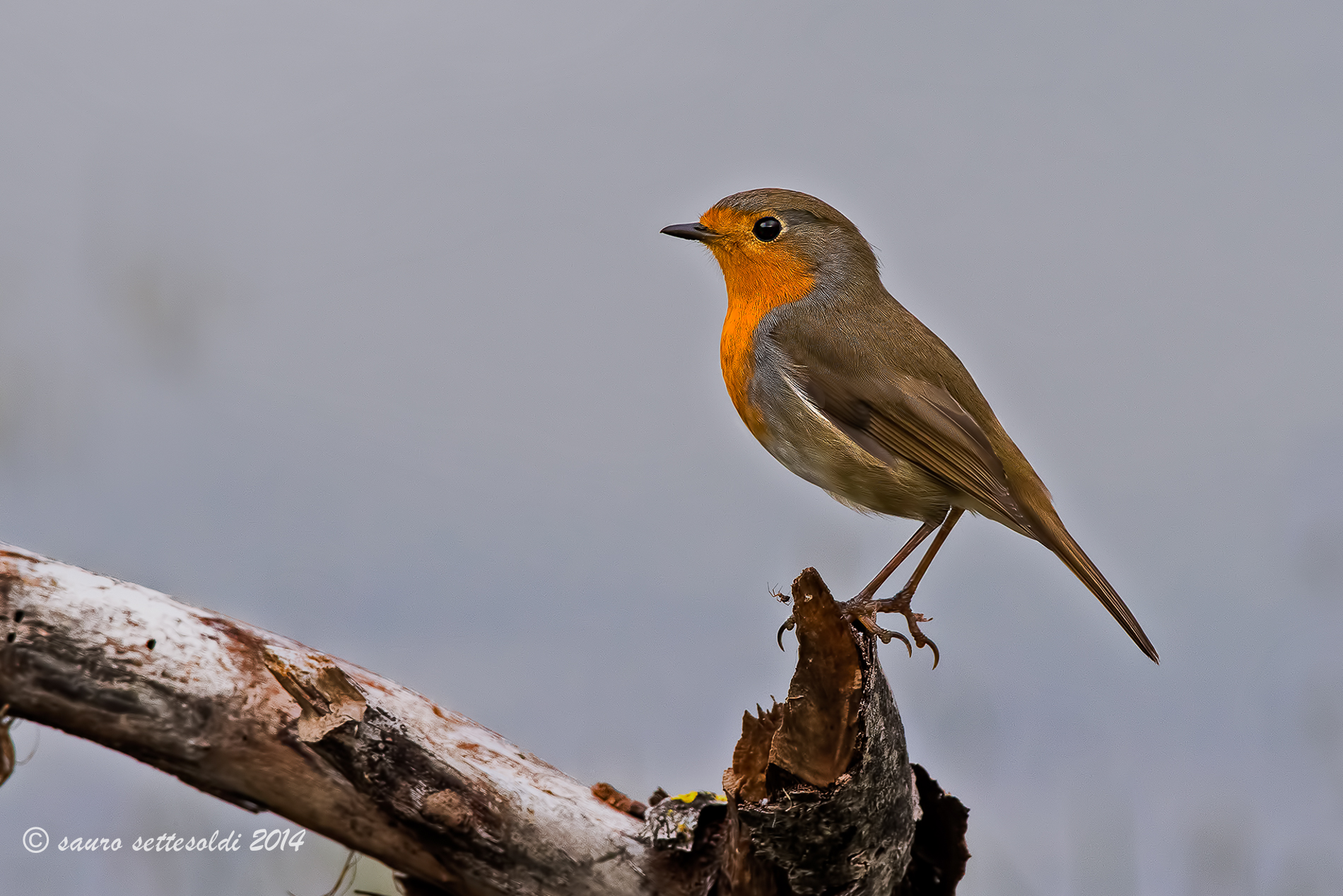 Pertirosso tightrope