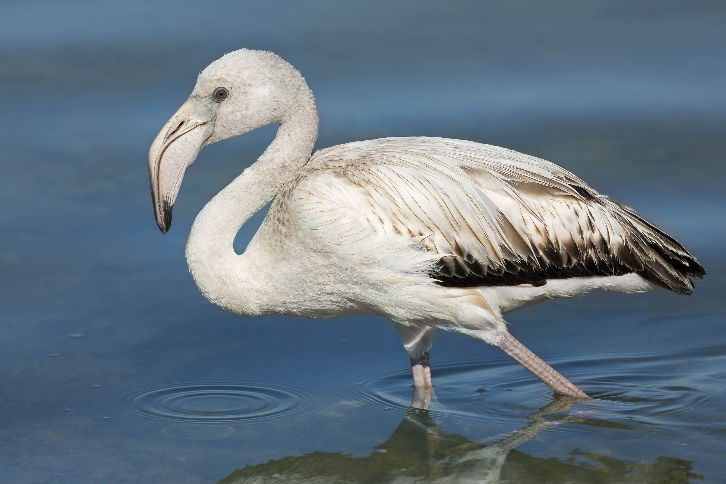 immaturo di fenicottero