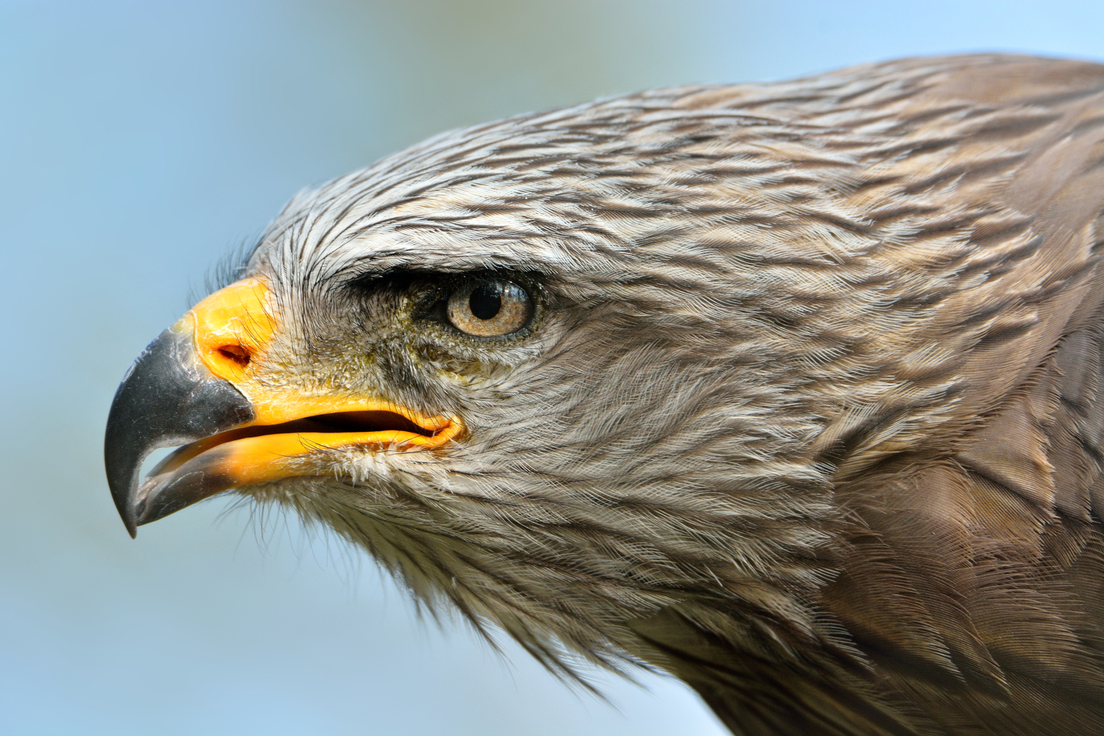 ritratto di nibbio bruno