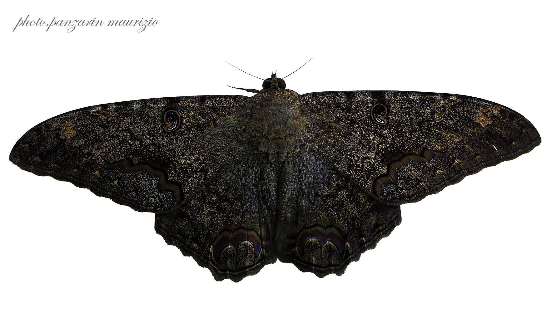 falena ho farfalla
