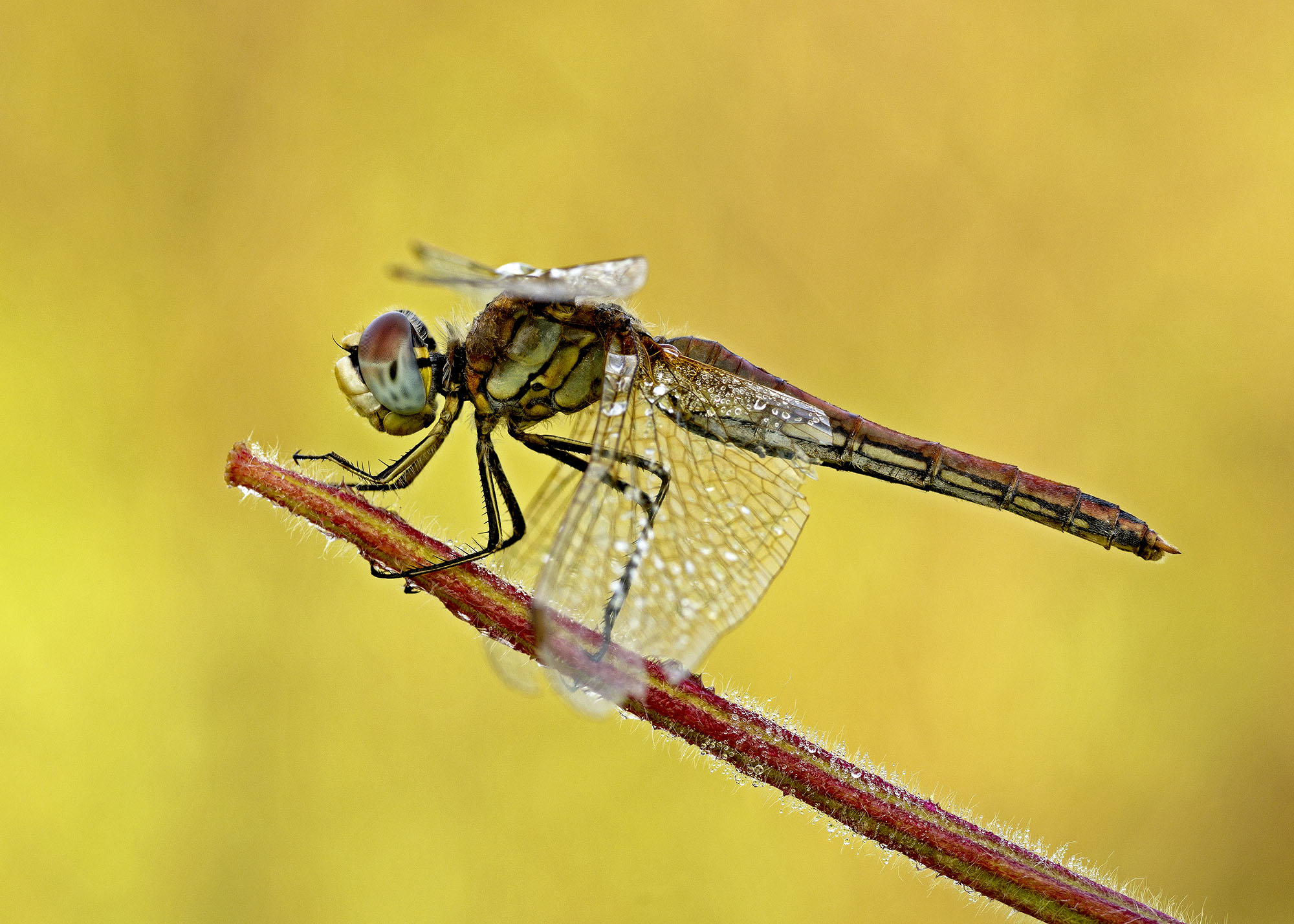 Dragonfly