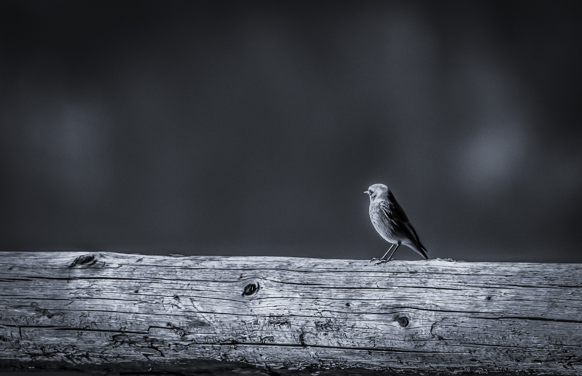 Codirosso spazzacamino maschio B/N