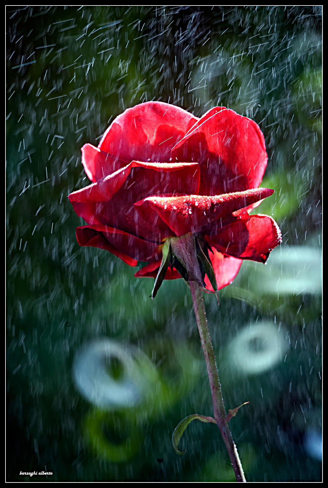 rosa -col 500 catadiottrico