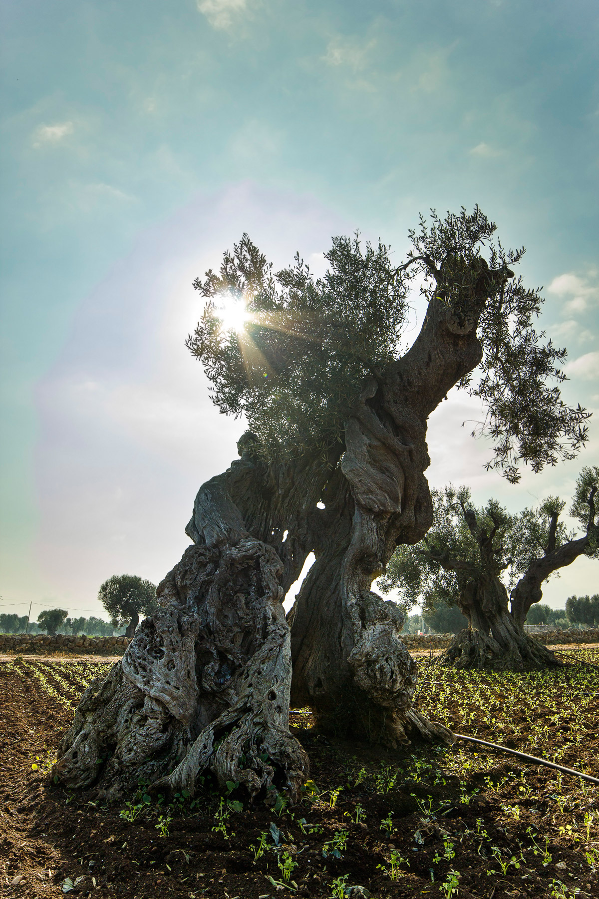 Back to Egnatia with the Samyang 14 mm