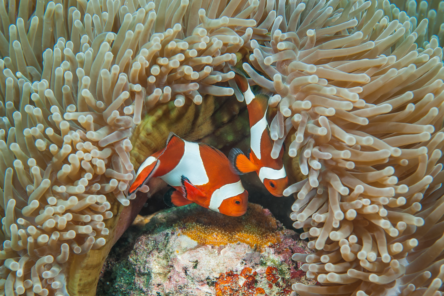 Amphiprion ocellaris