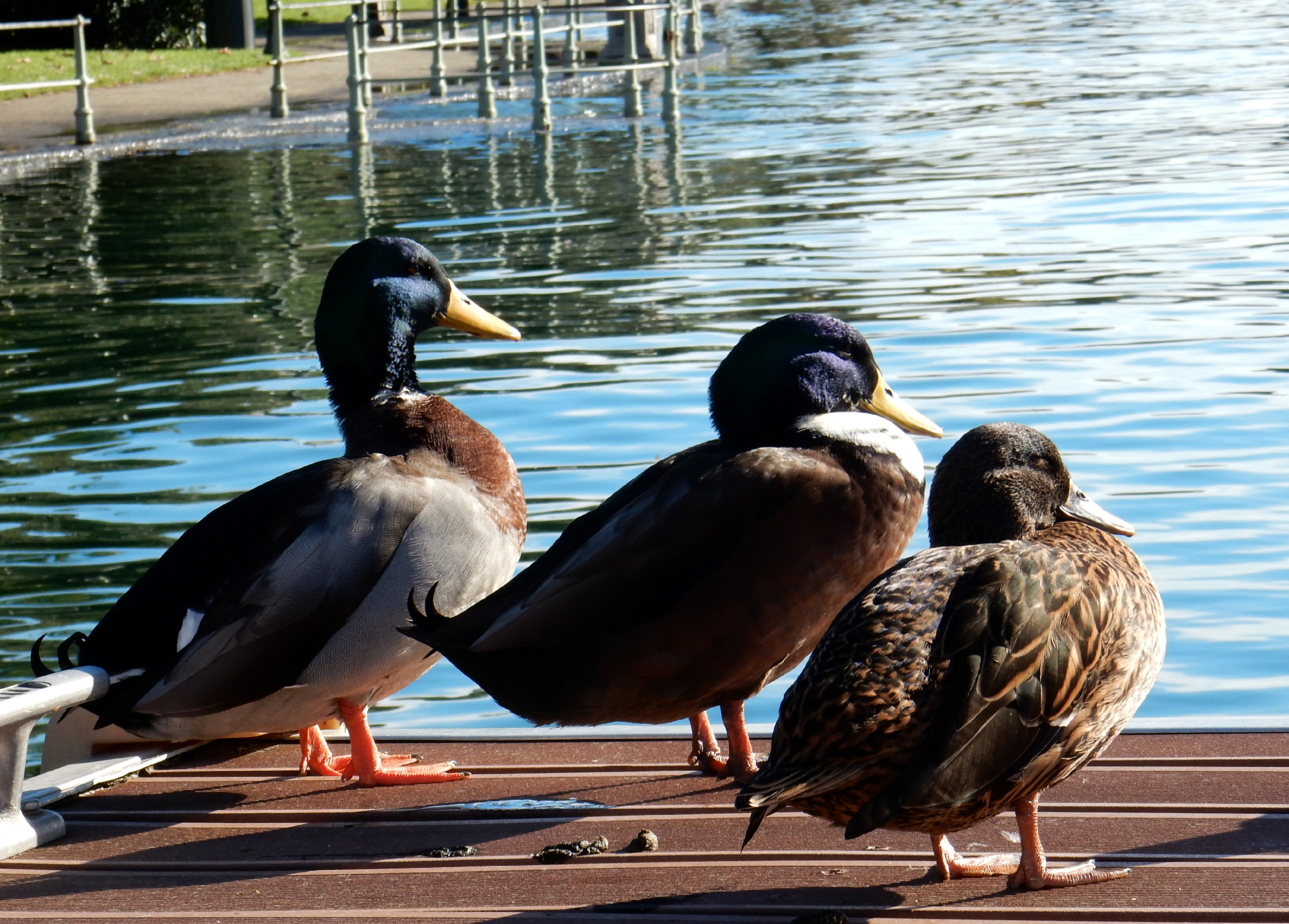 Pronti per il tuffo!