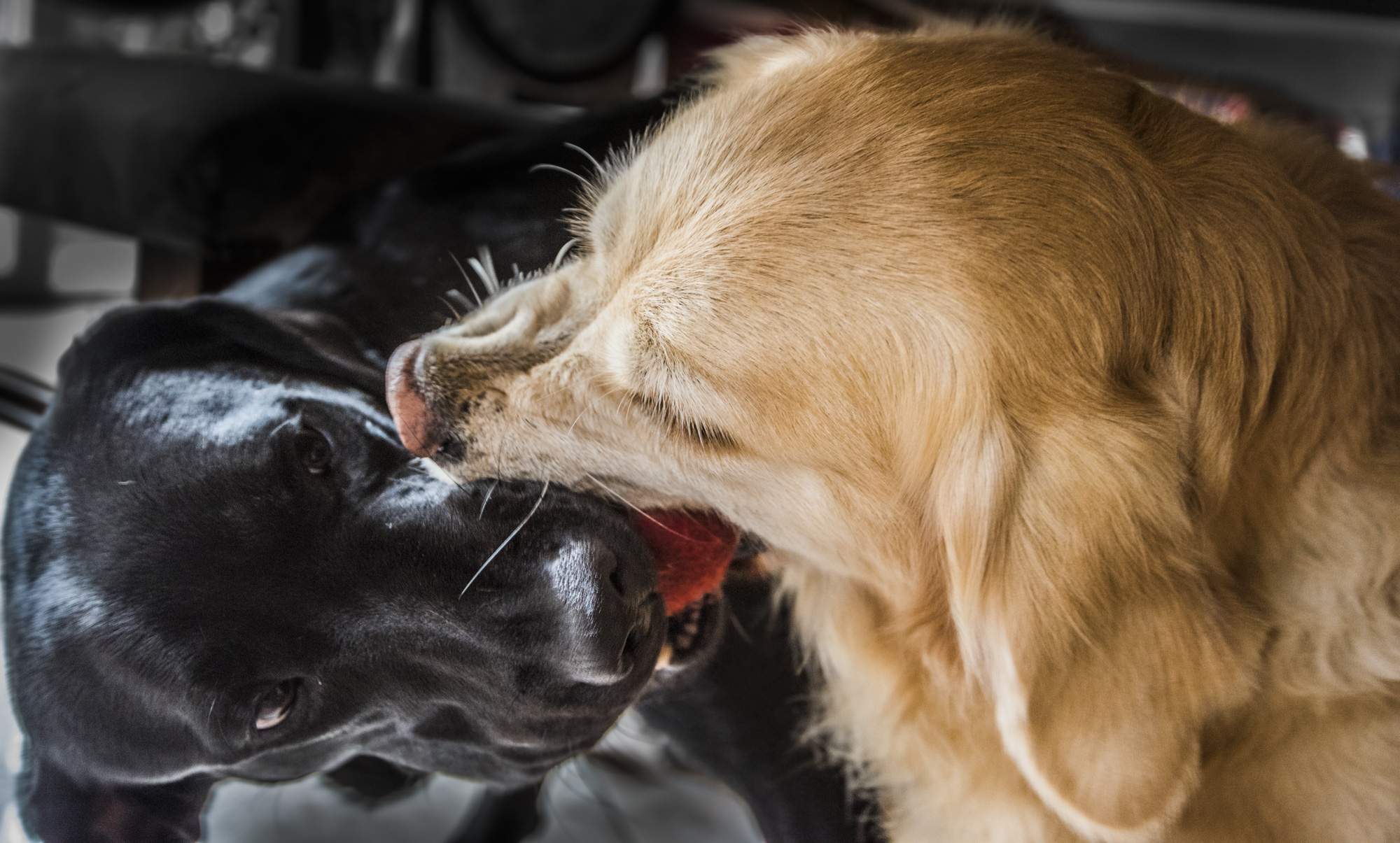 Lotta per il dominio della pallina..