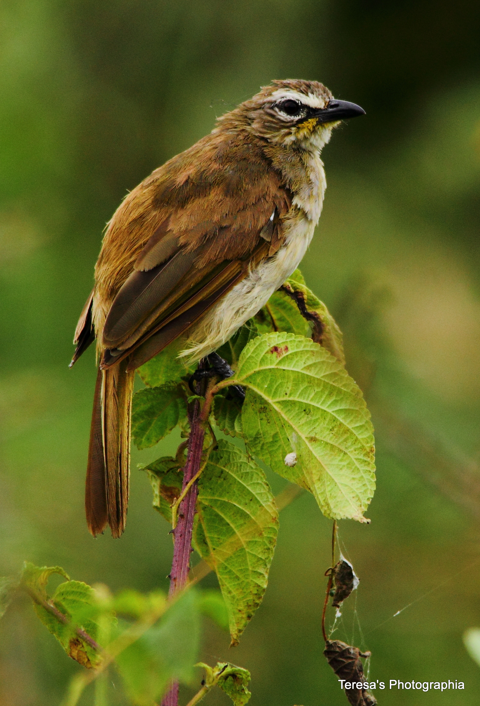 Bianco dai sopraccigli Bulbul