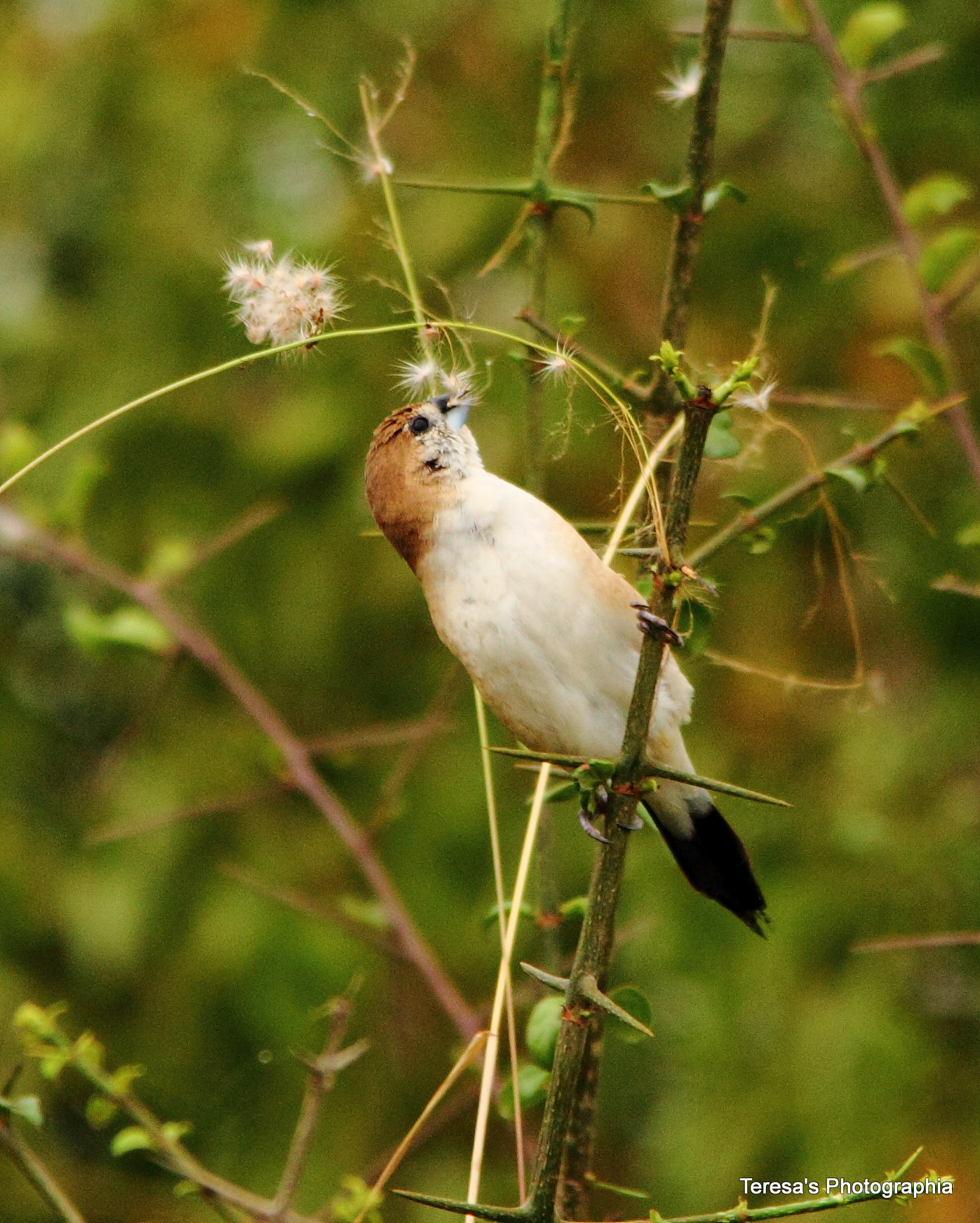 argento disegno di legge Munia