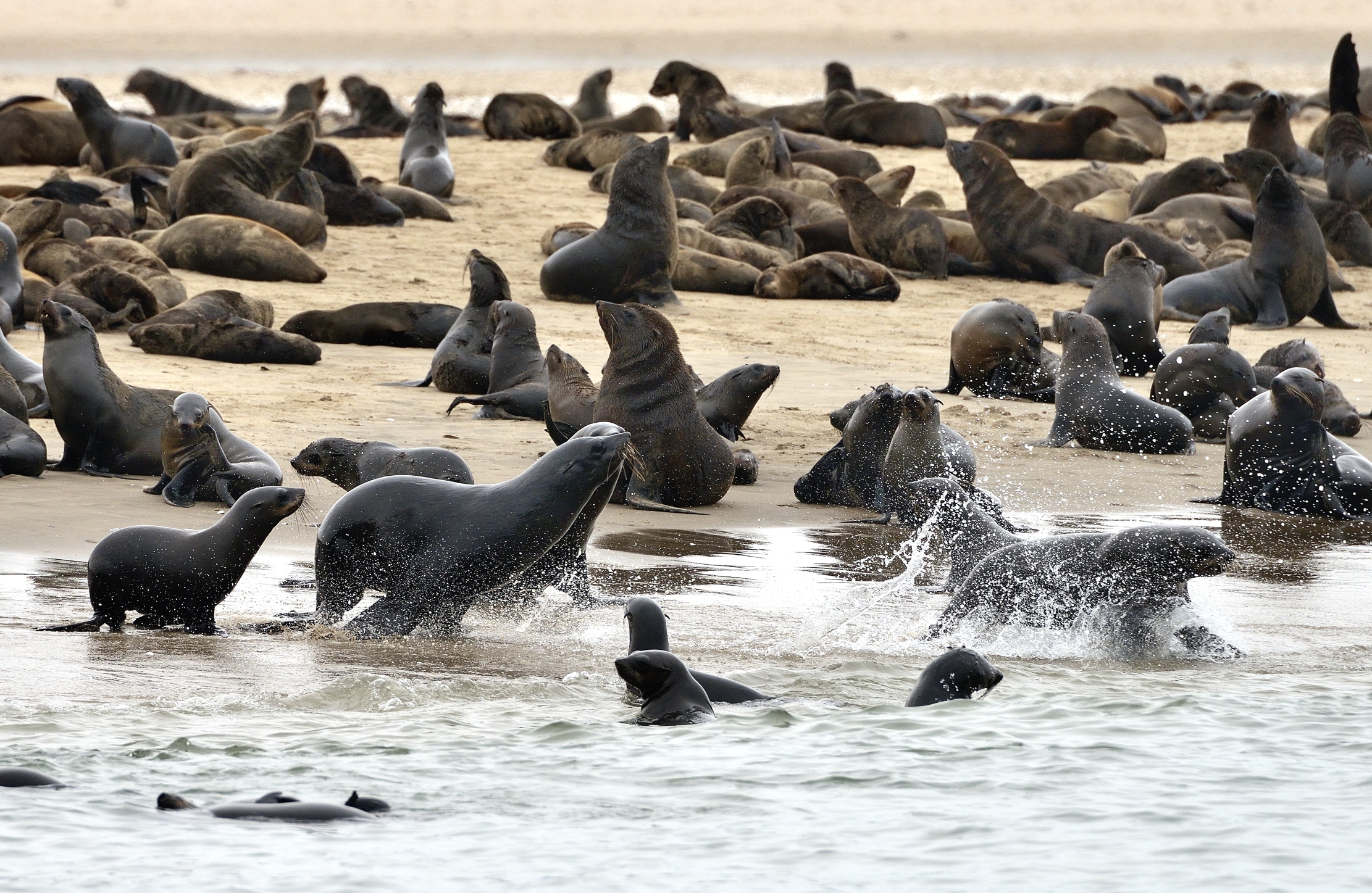 Skeleton Coast - Otarie del Capo