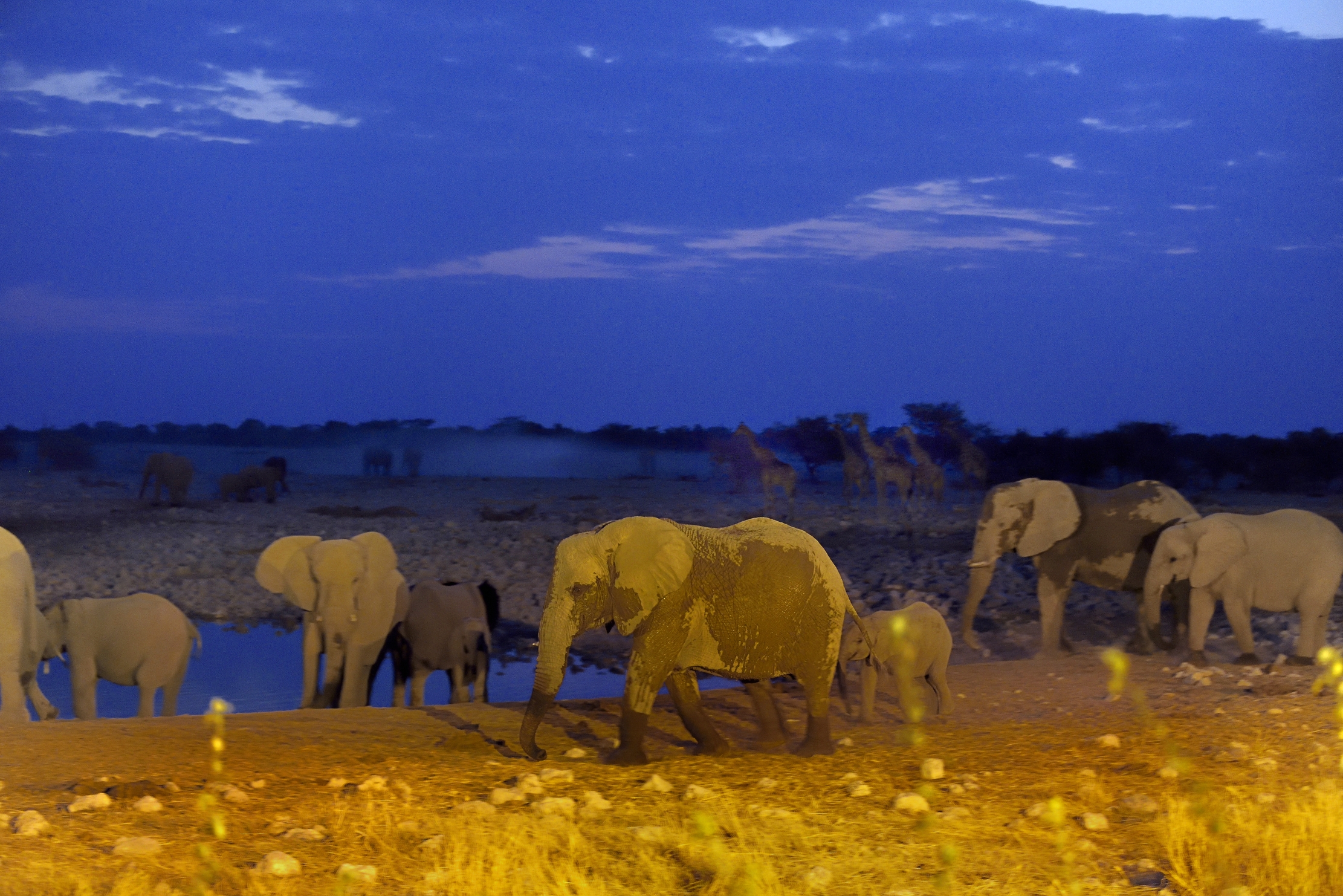 Etosha - Elefanti alla pozza di sera